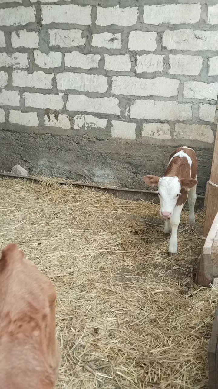 @Сарван 02