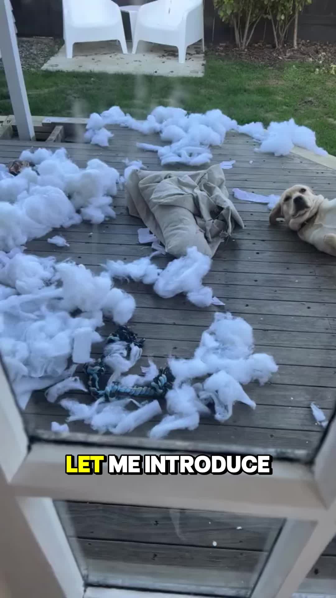 @PawblemsDaily