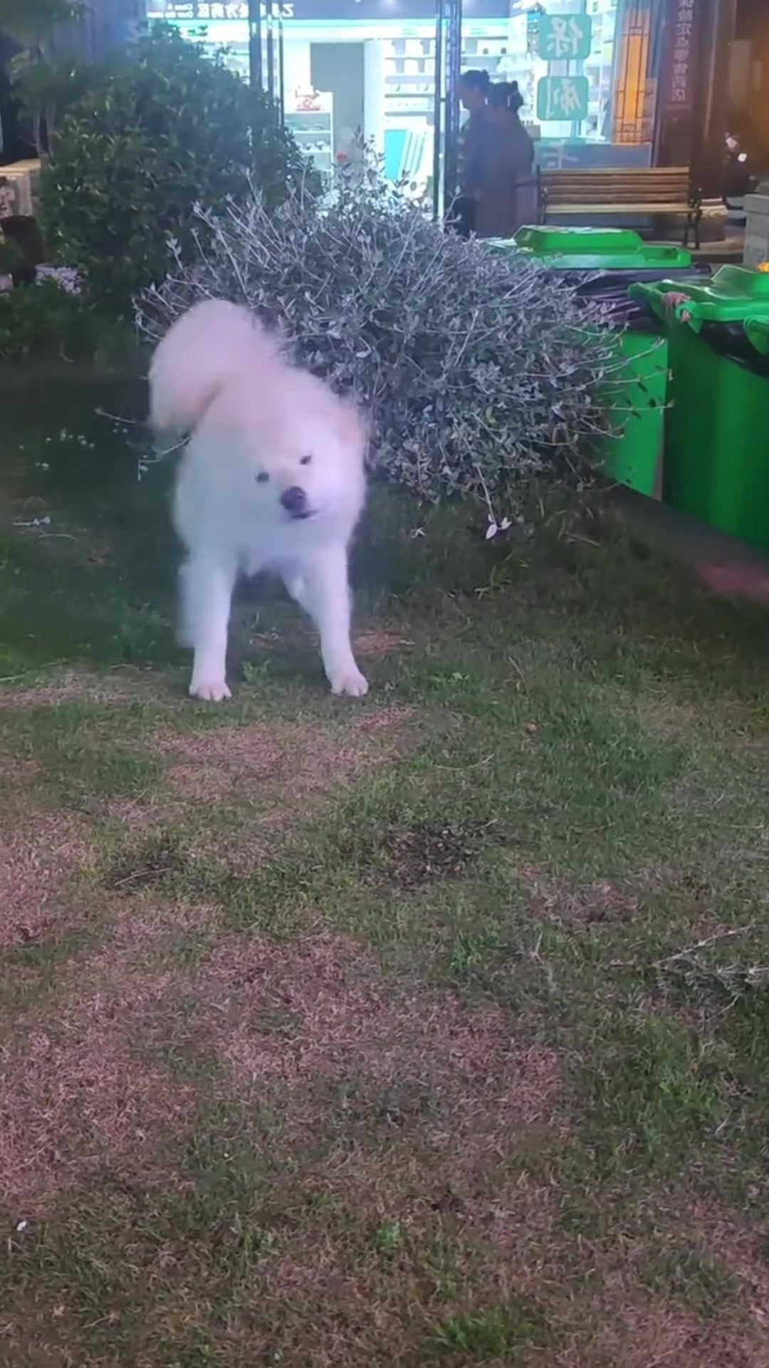 @FunnyAnimals