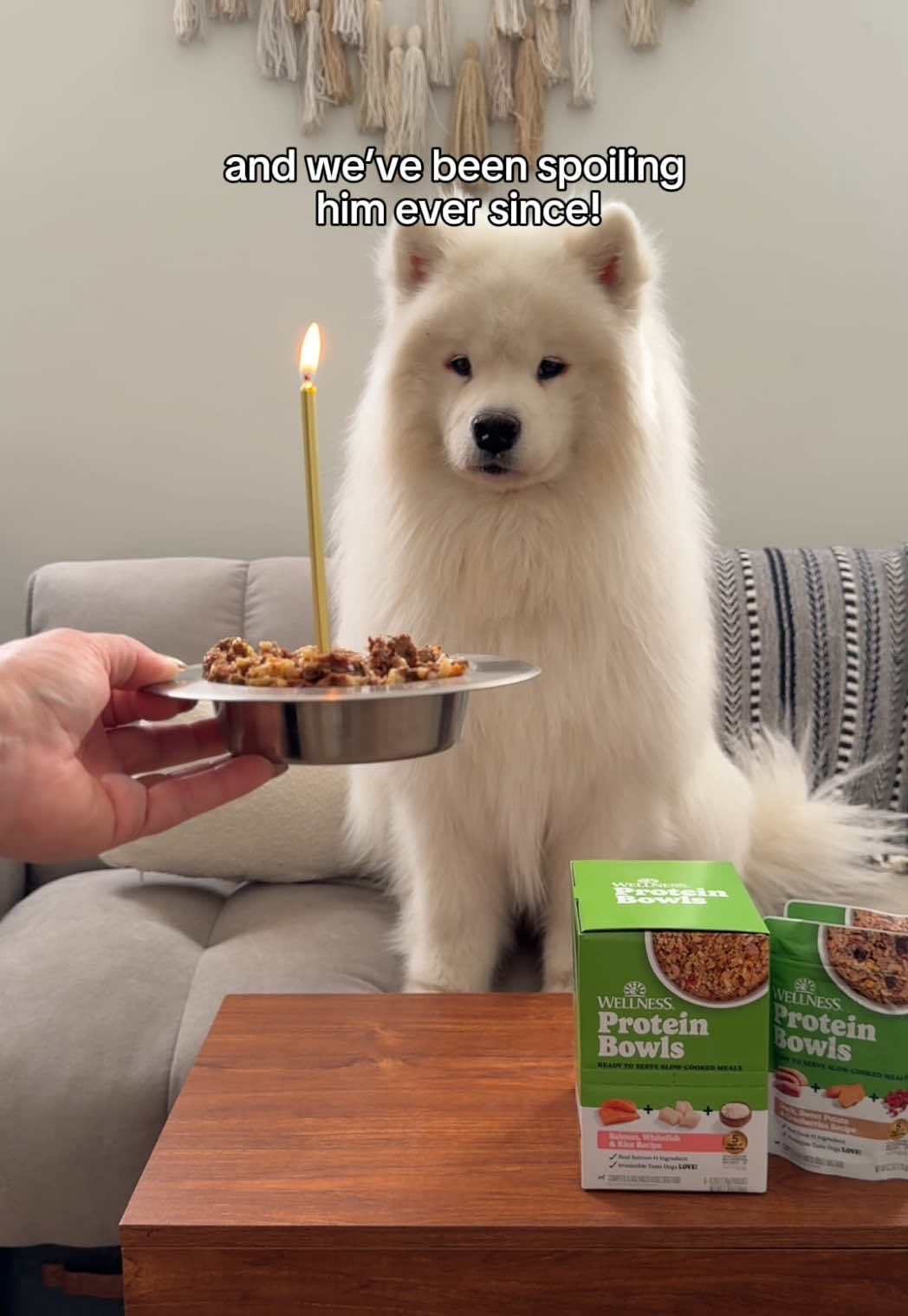 @Biff the Samoyed