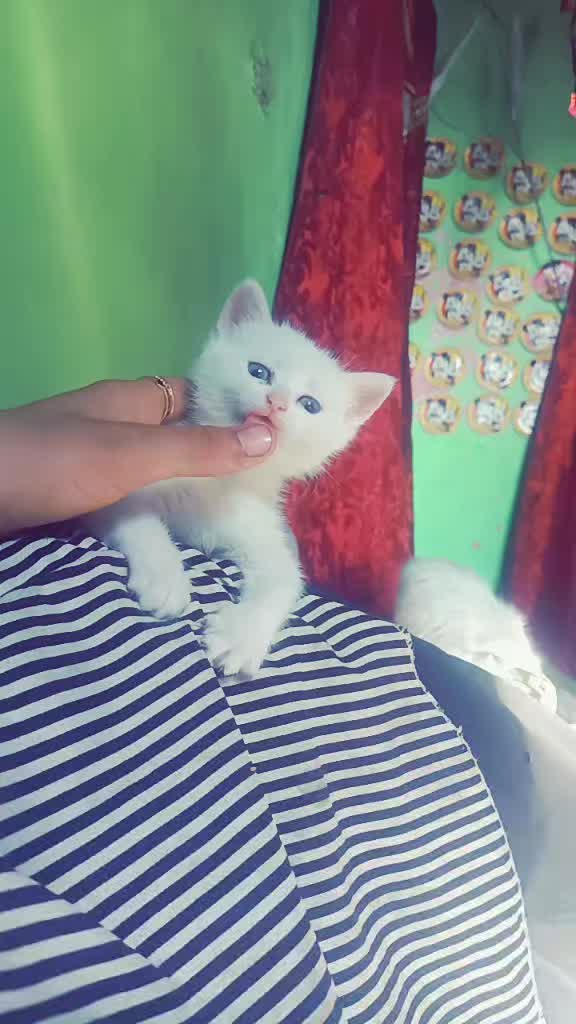 @ملوكه 😈💯