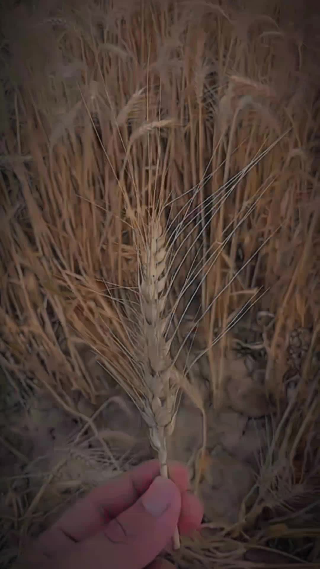 @🥷اناپرست۔جٹ🦅