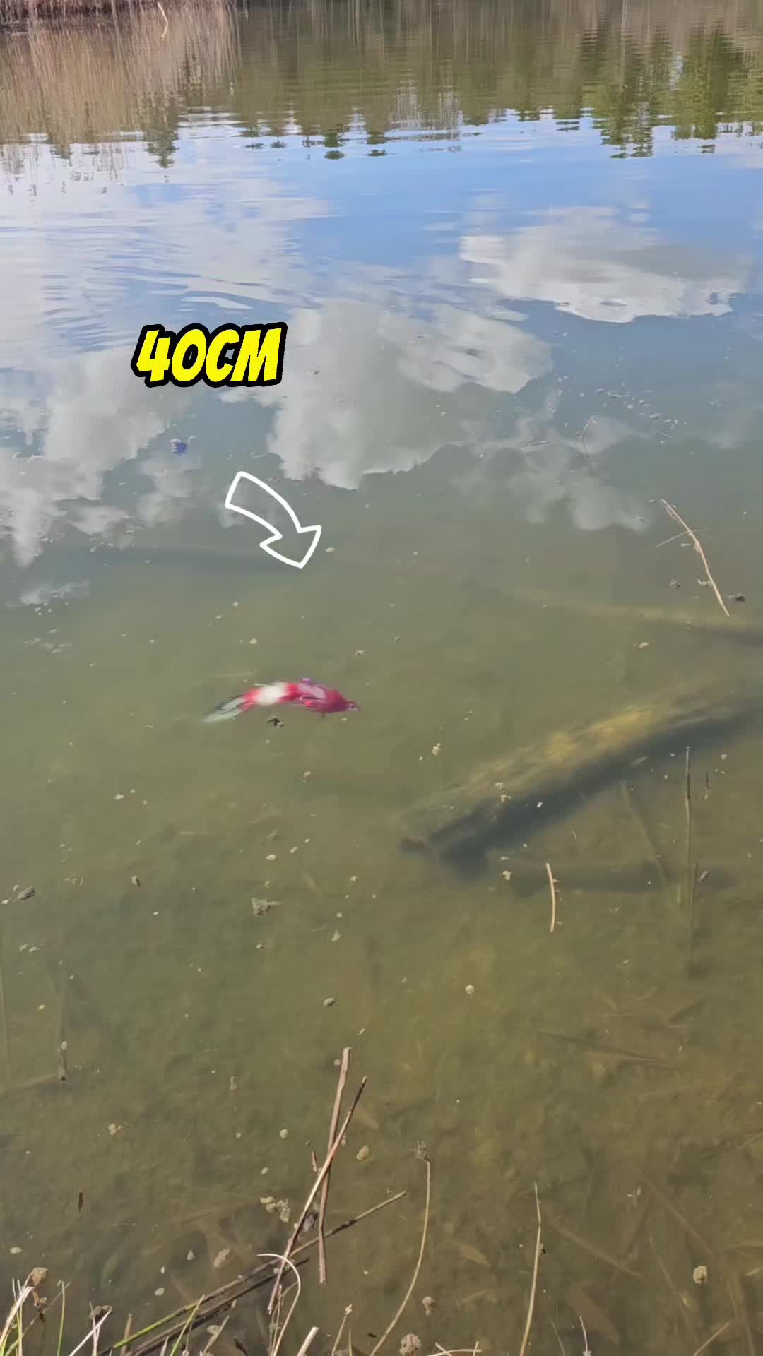 @mfly_lures