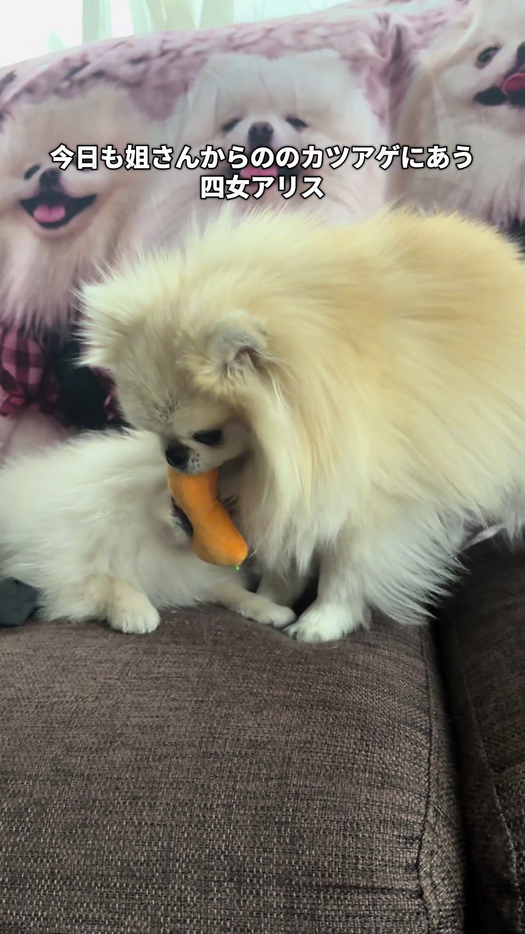 @なべちゃんチ🚐🐶🍊