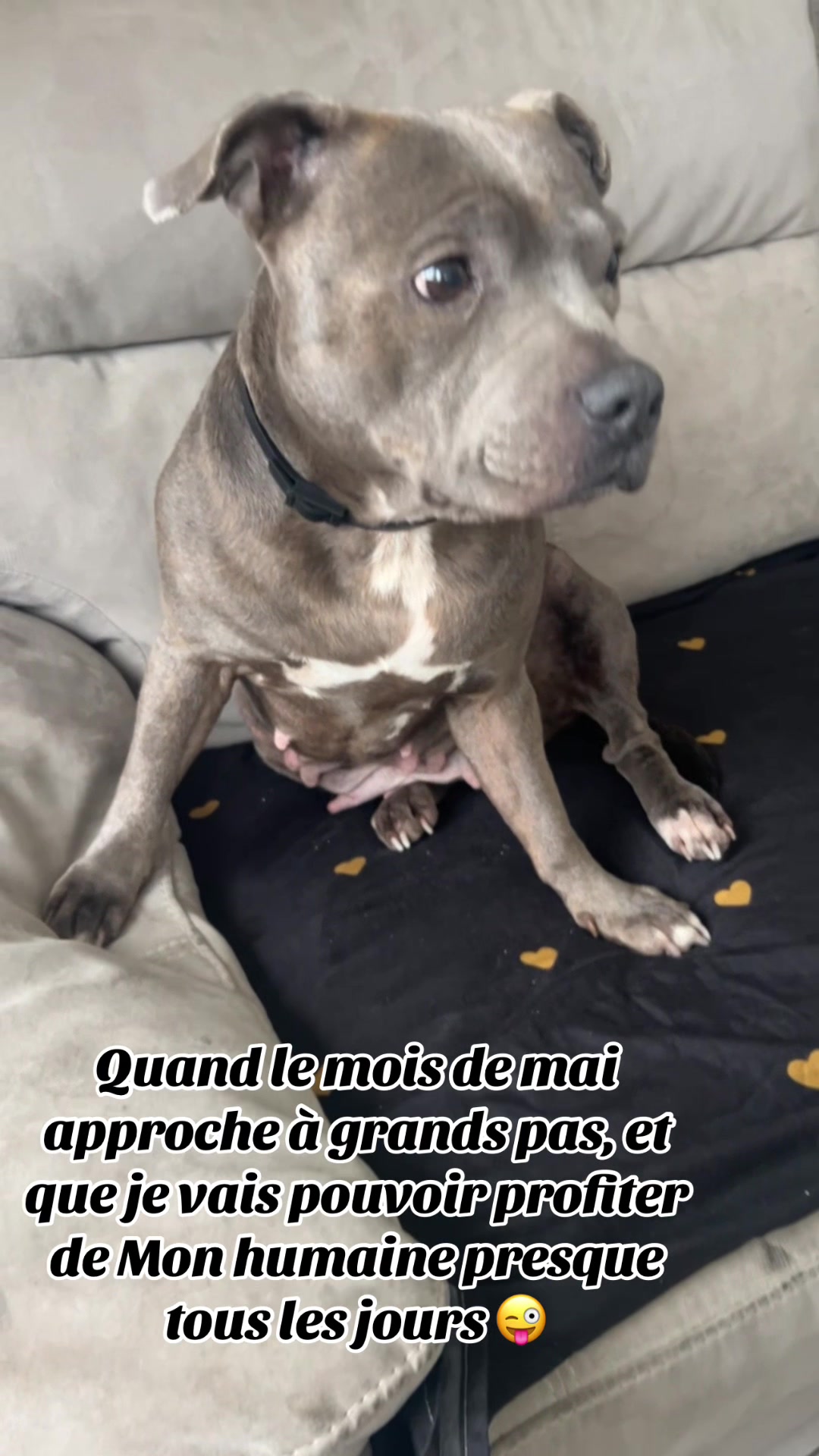 @rubylove_staffie94