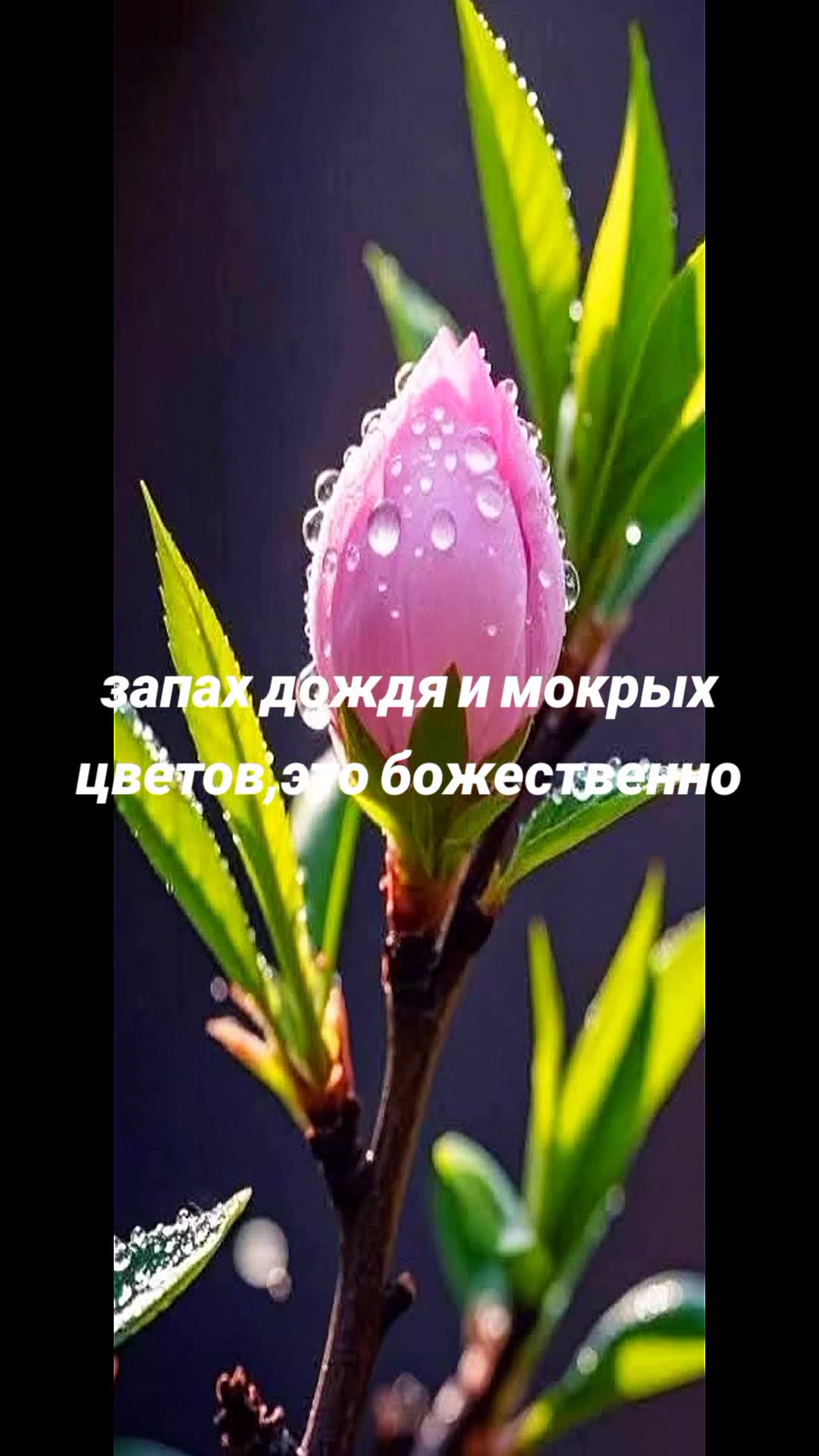 @леди Бодрум а 3