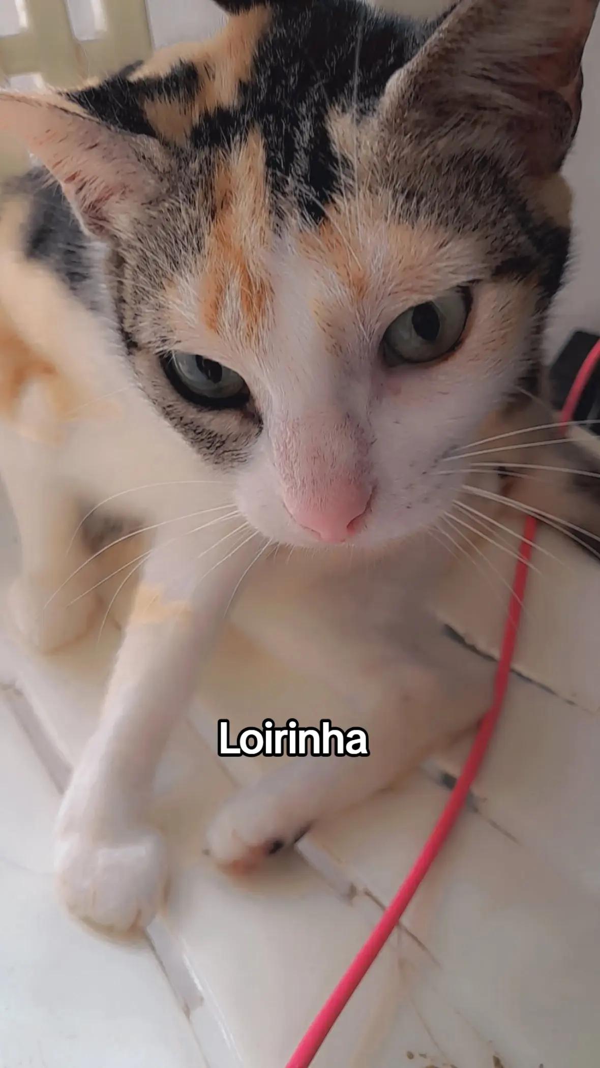 @Faf&aacute;