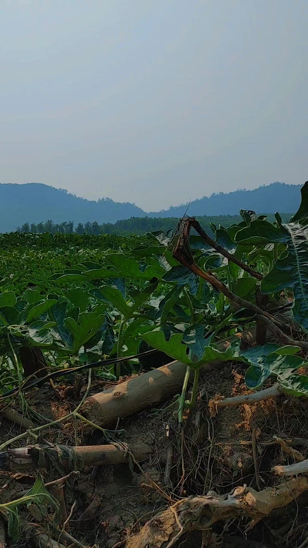 @Thanh So&aacute;i 🌱☘️🍀