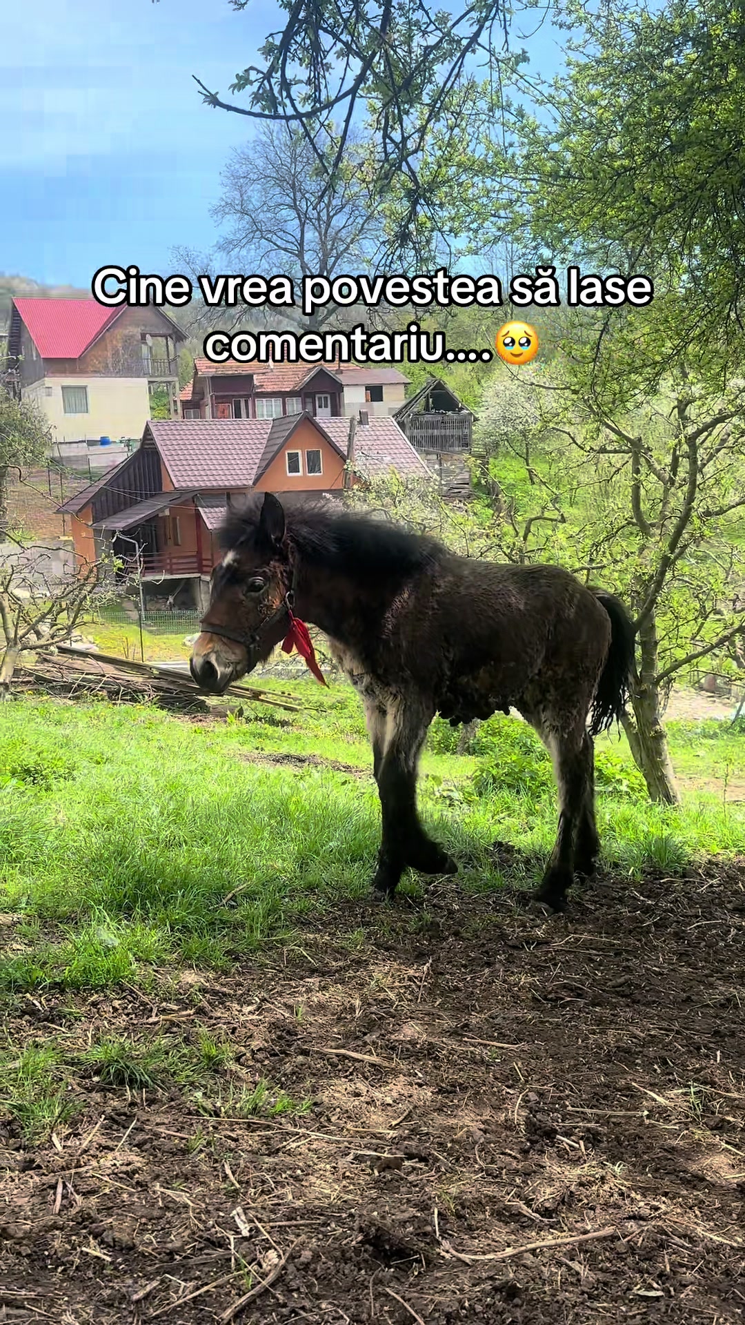 @Lupu Elena-Leonida
