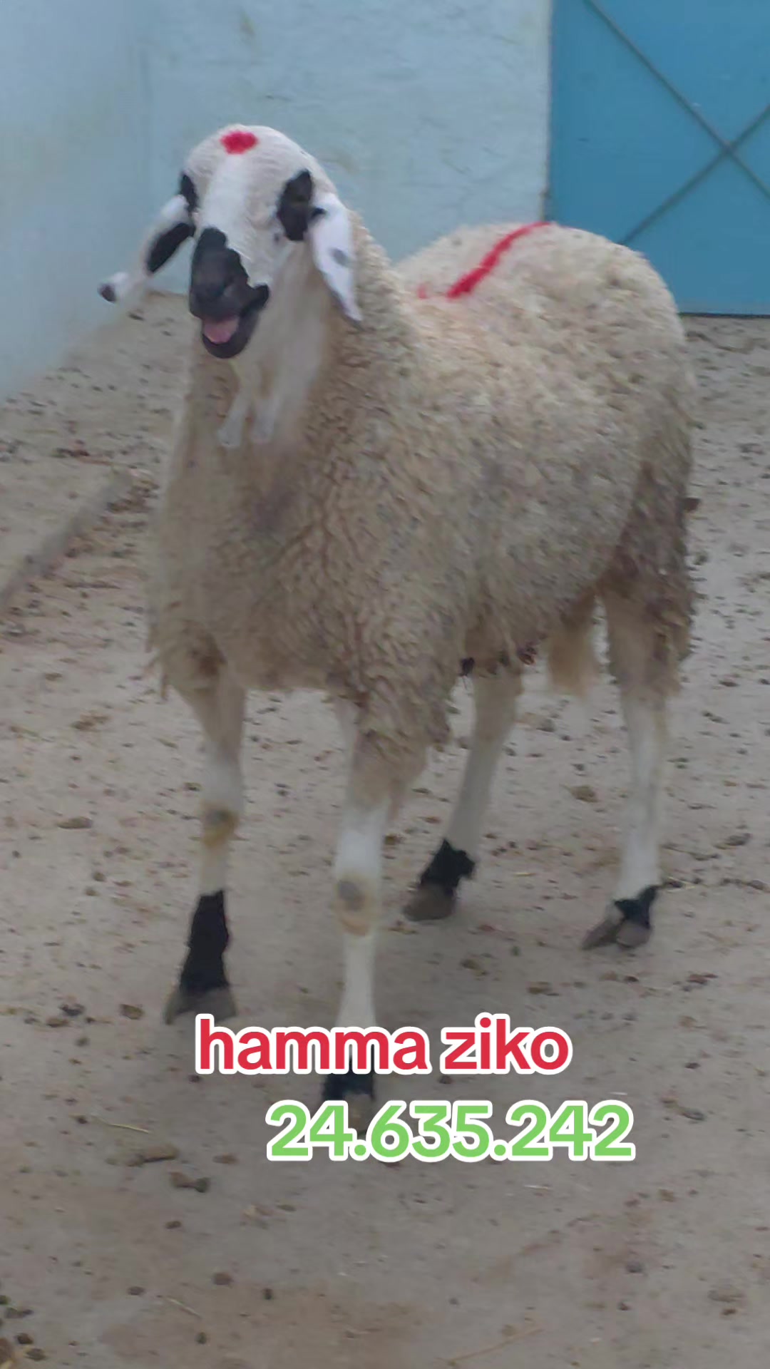 @hamma ziko