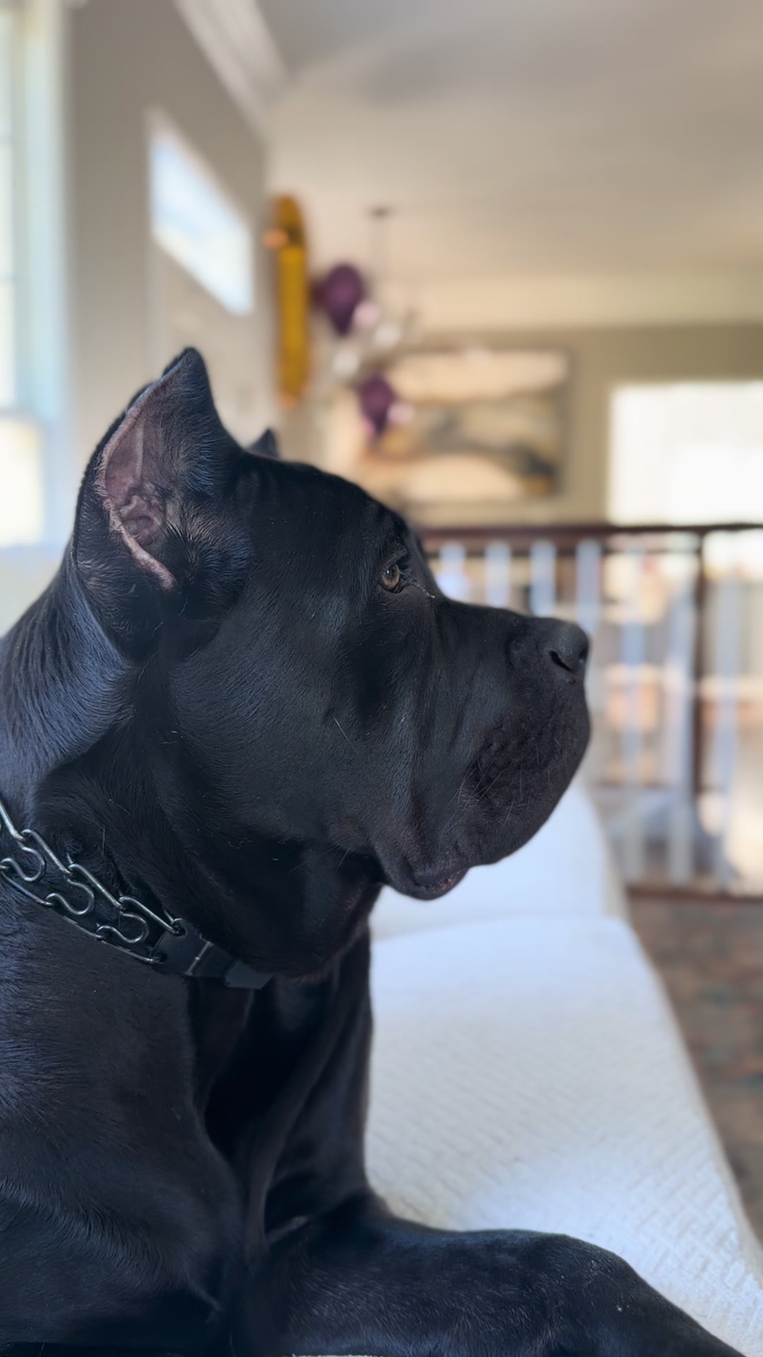 @Irongates Canecorso