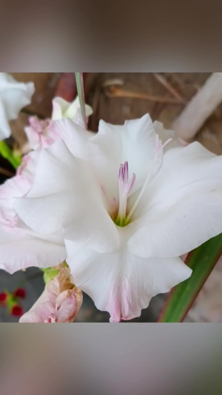 @ṘḀṆḀ ḞḀẏṠḀḶ