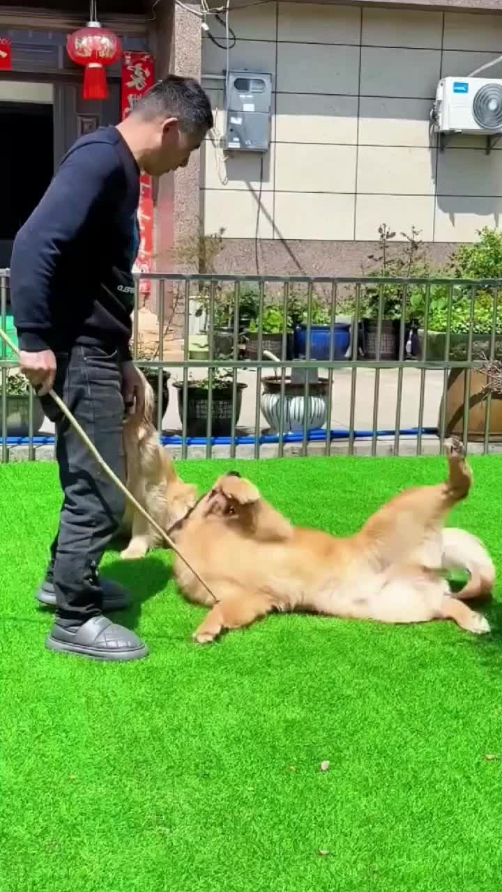 @dogadoption