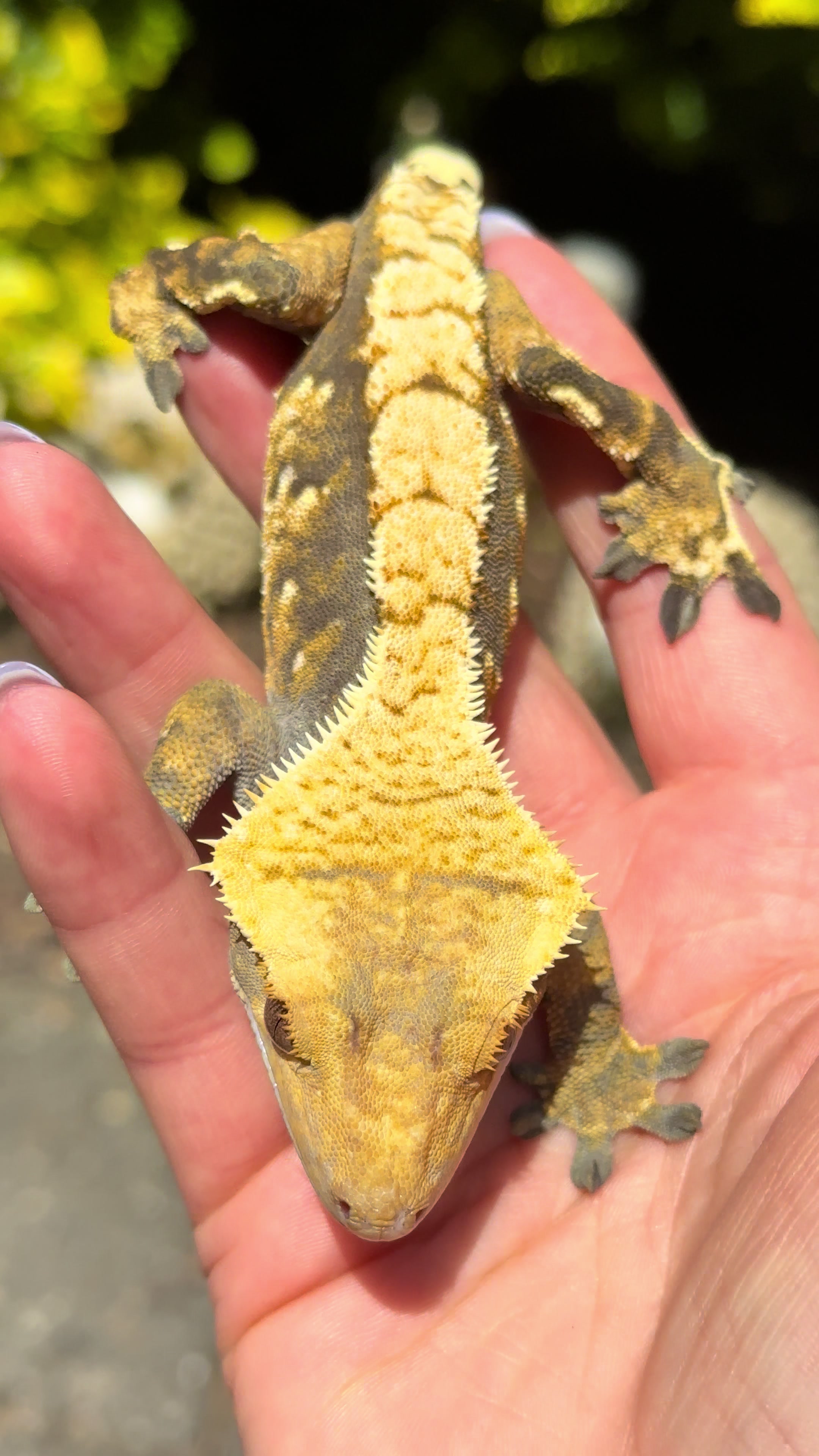 @pawsandcreepycrawlers