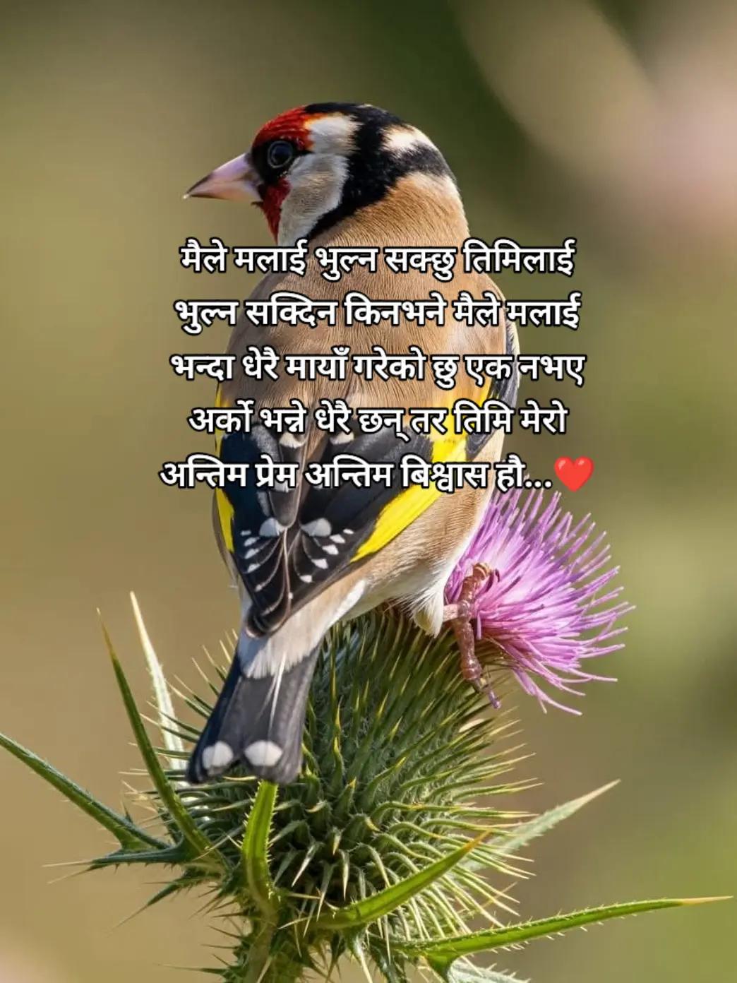 @Anju Chhetri