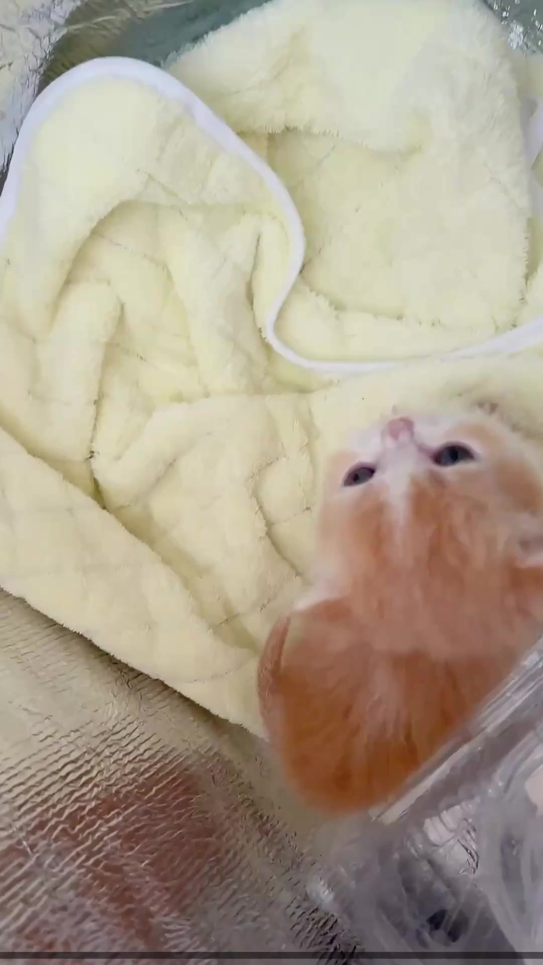 @catbosssss