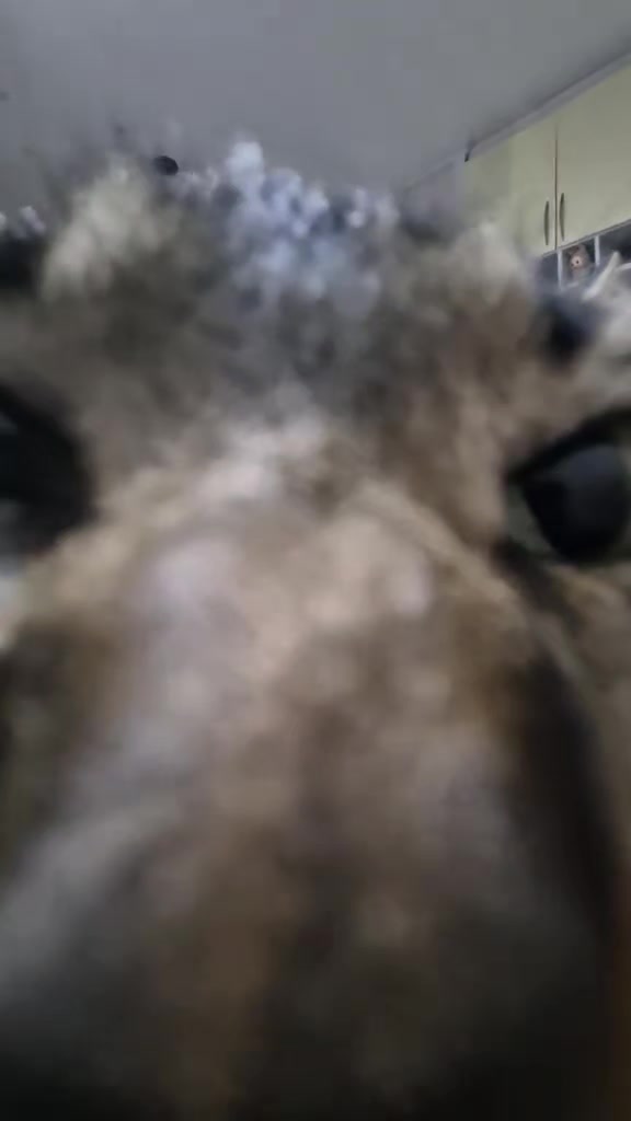 @Mushu