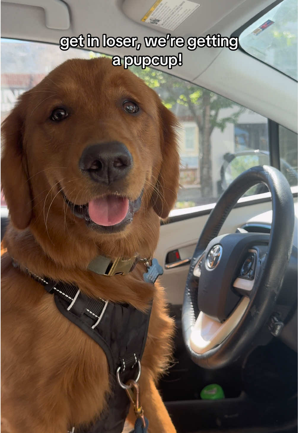 @Finn the Golden