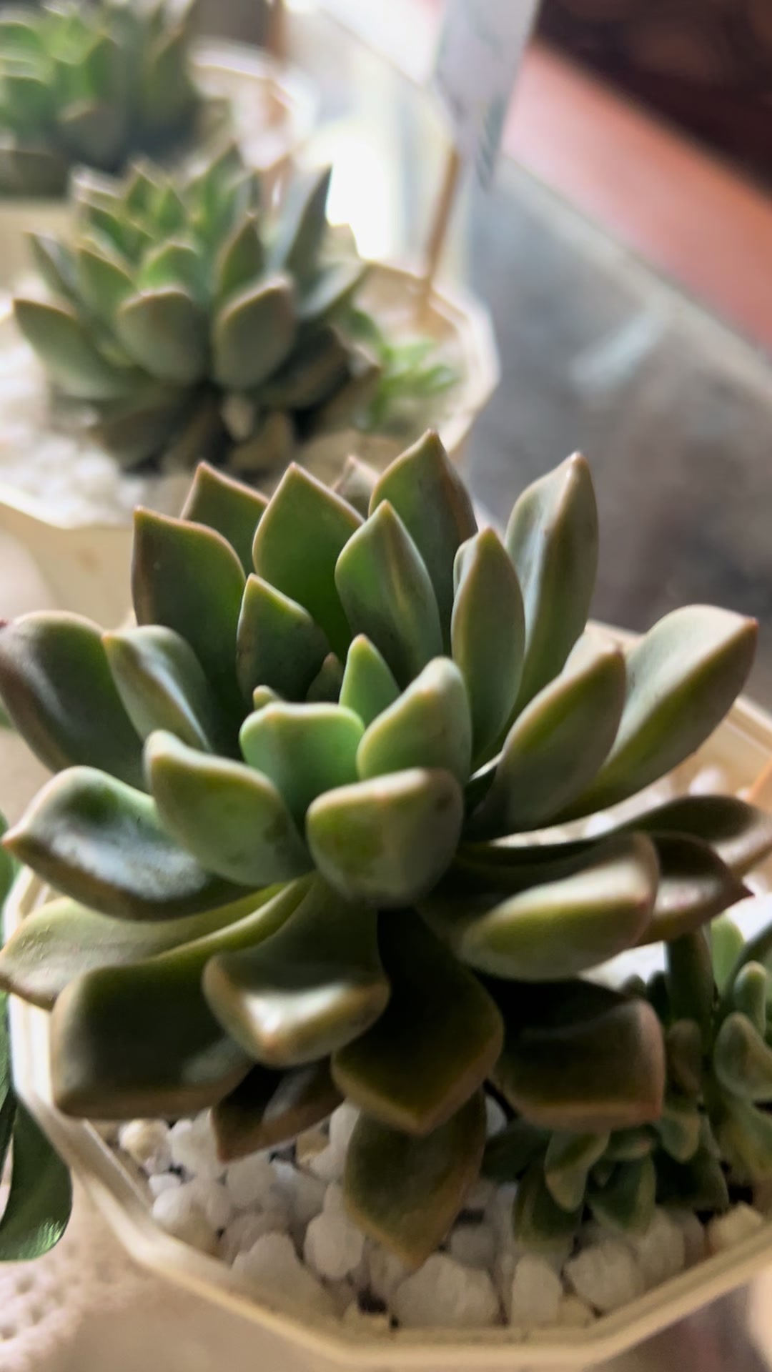 @Happy Plants