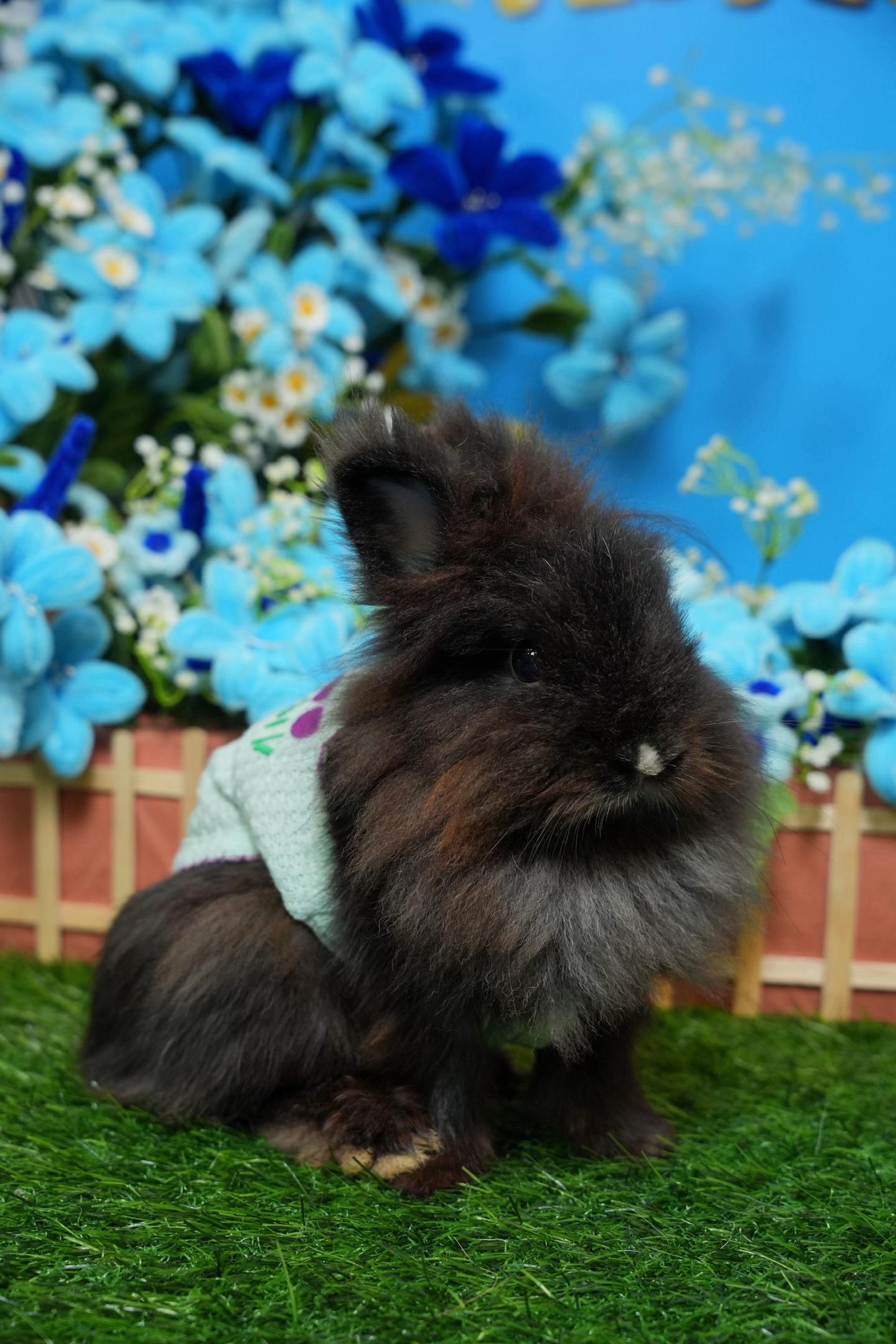 @🐰 Morhpin 🐰