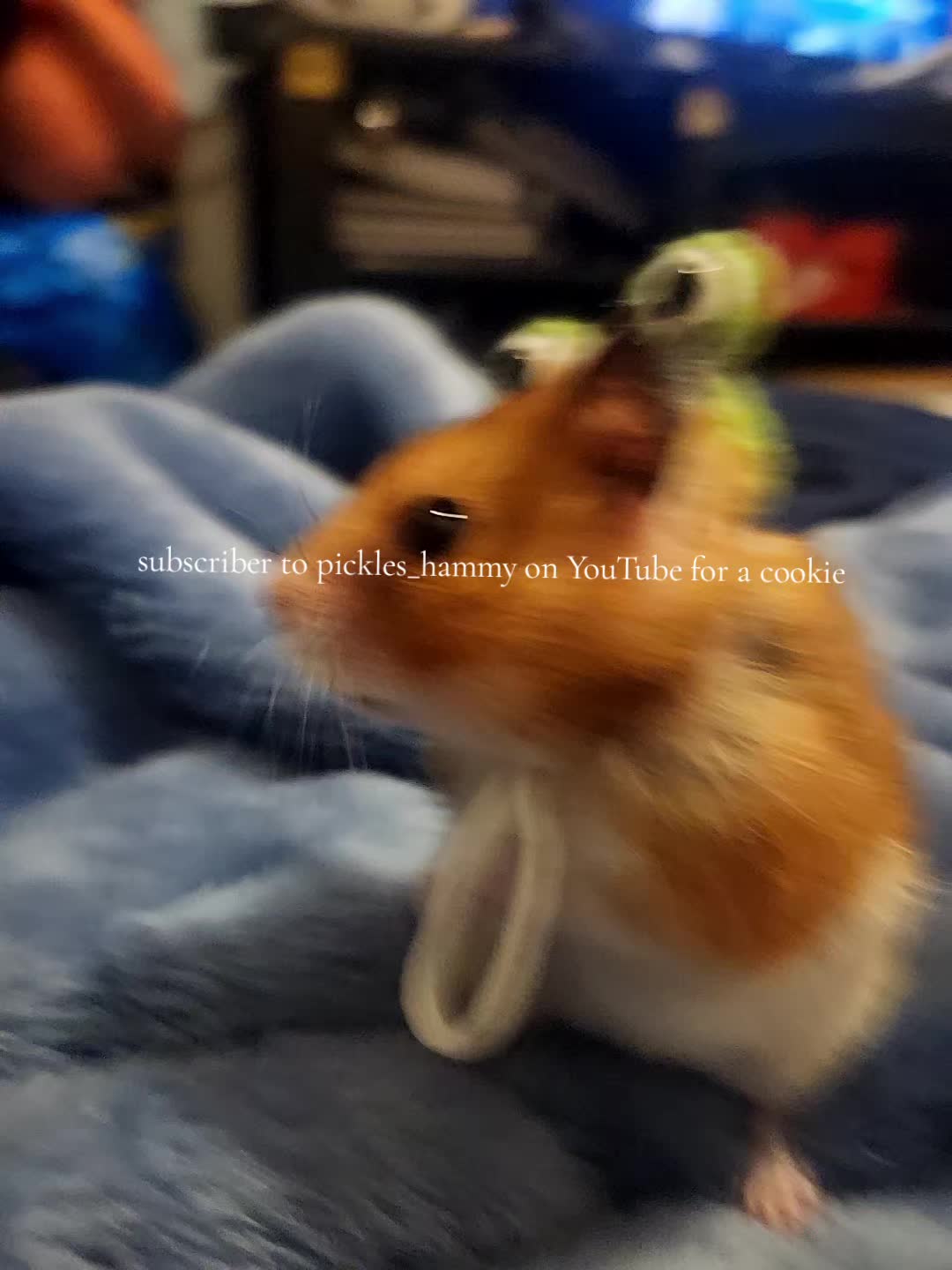 @pickles_hammy