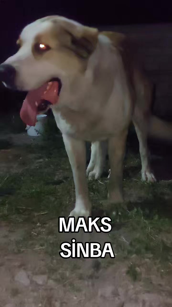 @Elşad__007