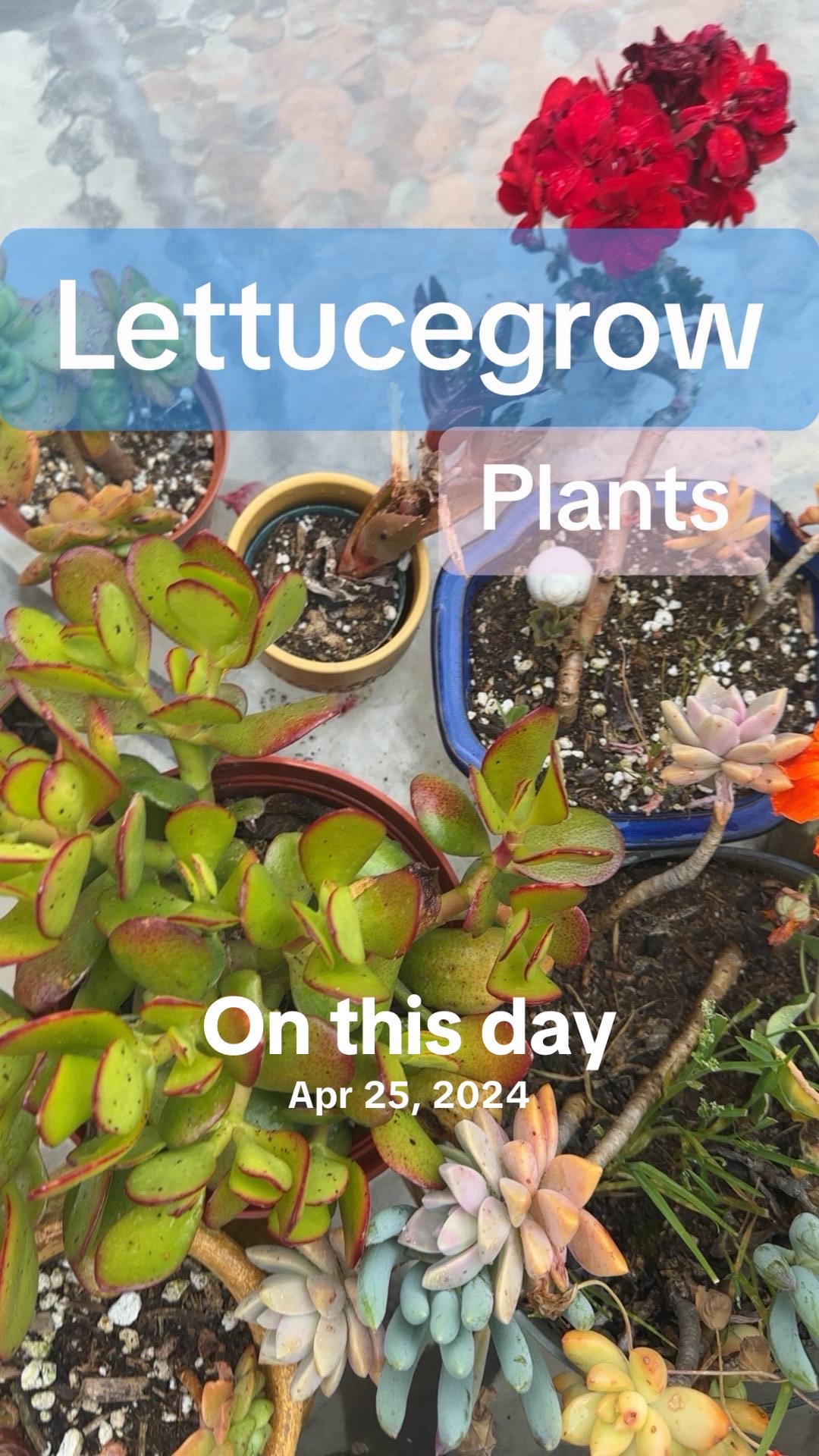 @Wetplantz