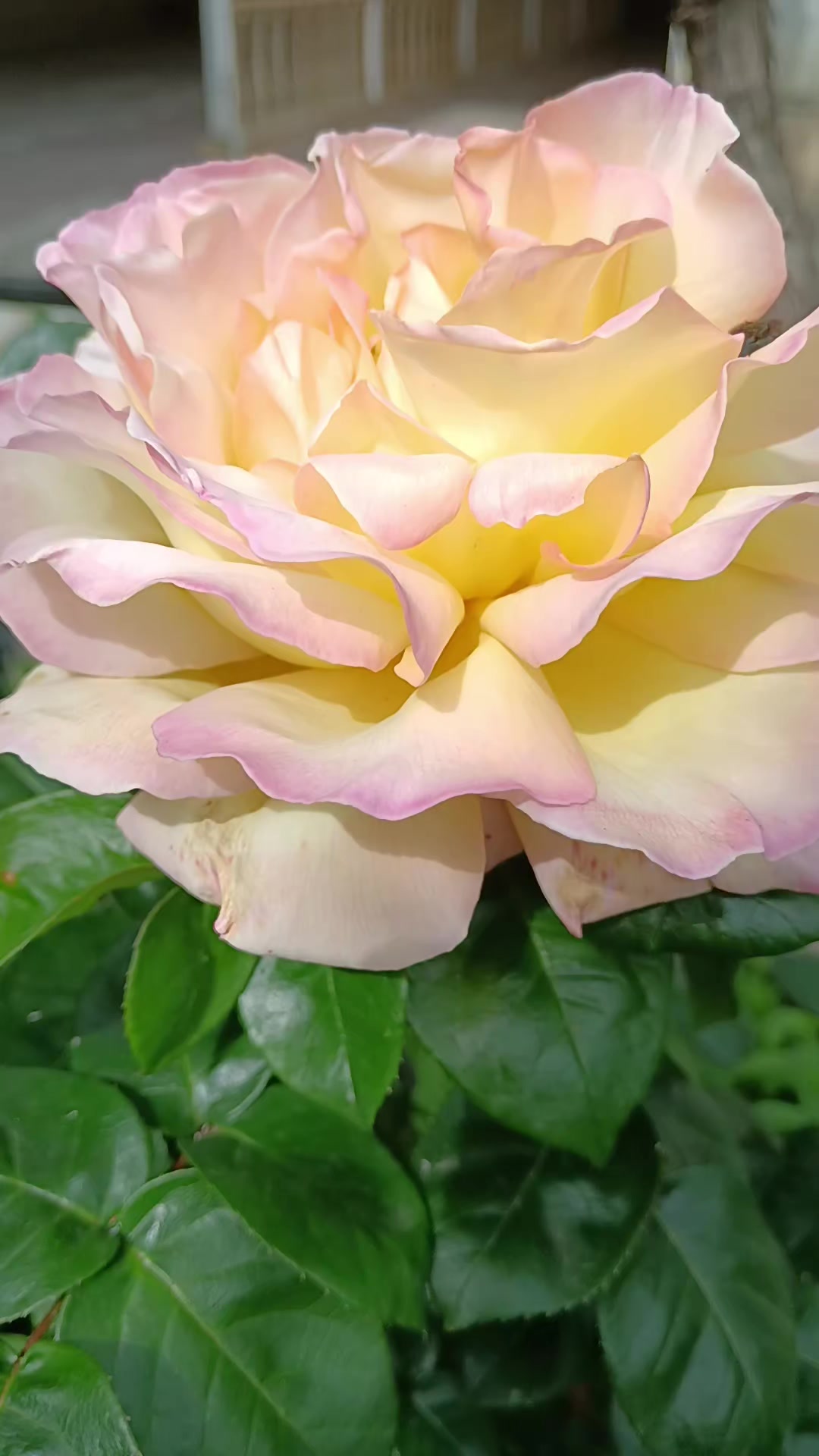 @♑🌺 Dan_ulduzu🌺♑