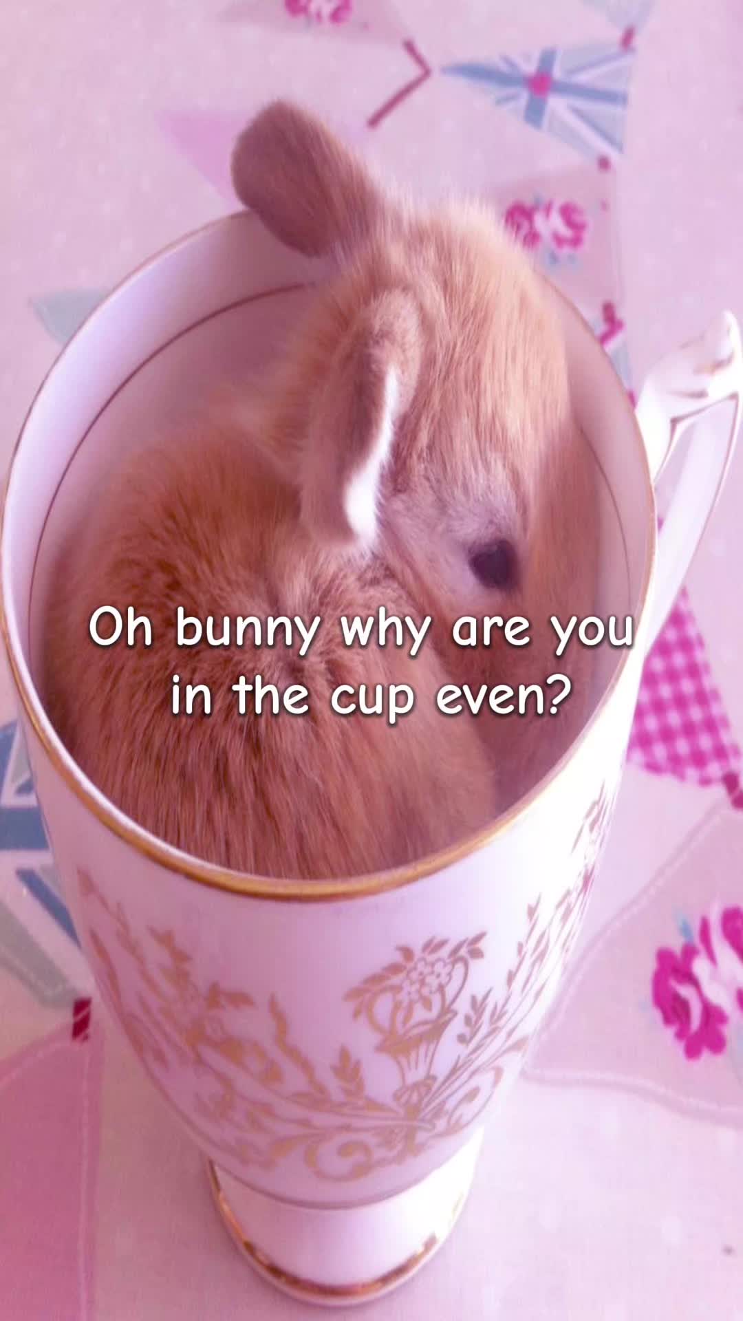 @🪽𝓑𝓾𝓷𝓷𝔂݁ ˖Ი𐑼⋆