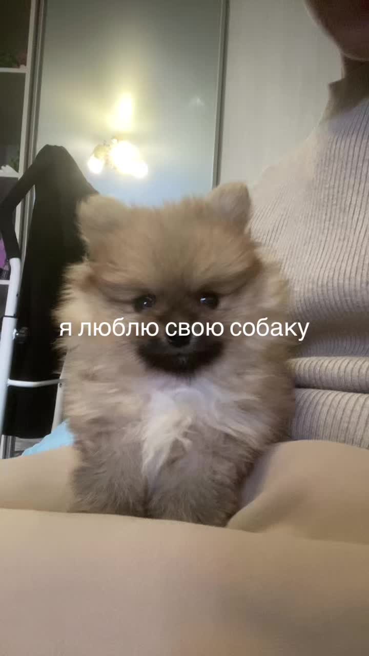 @🐈&zwj;⬛