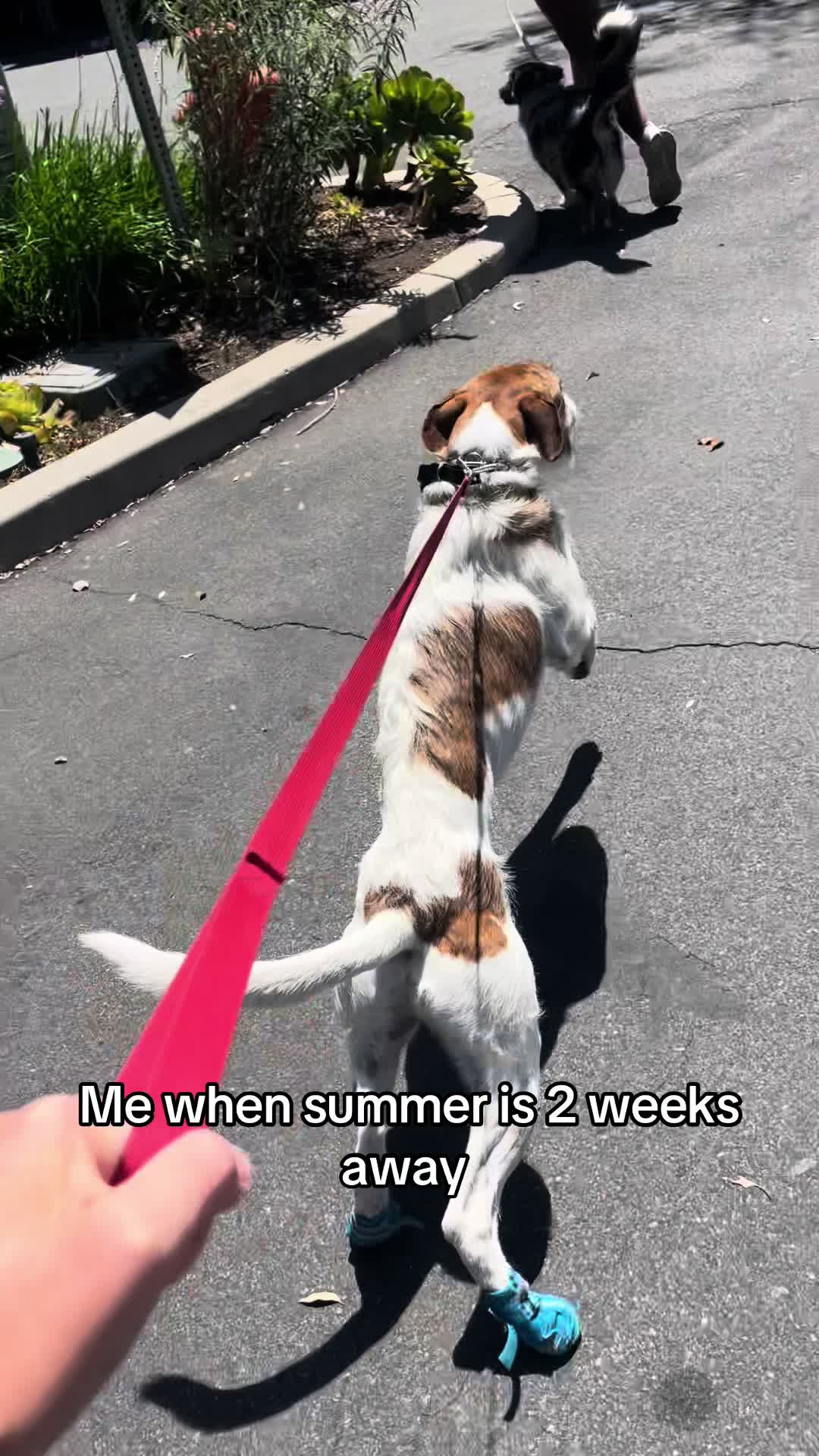 @FITPUP Mobile Dog Gym
