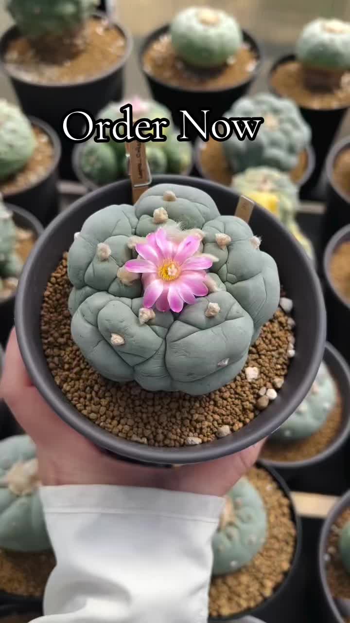 @Forest Lake Gardens