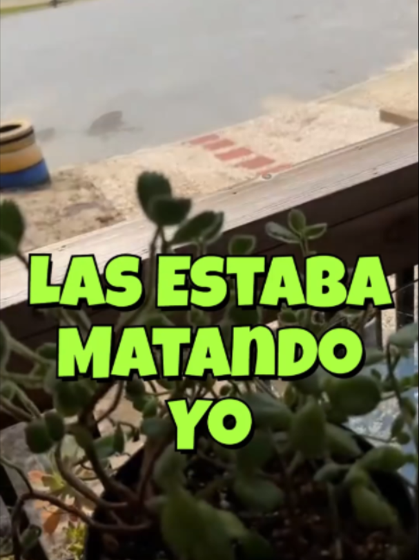 @Cactus y Suculentas