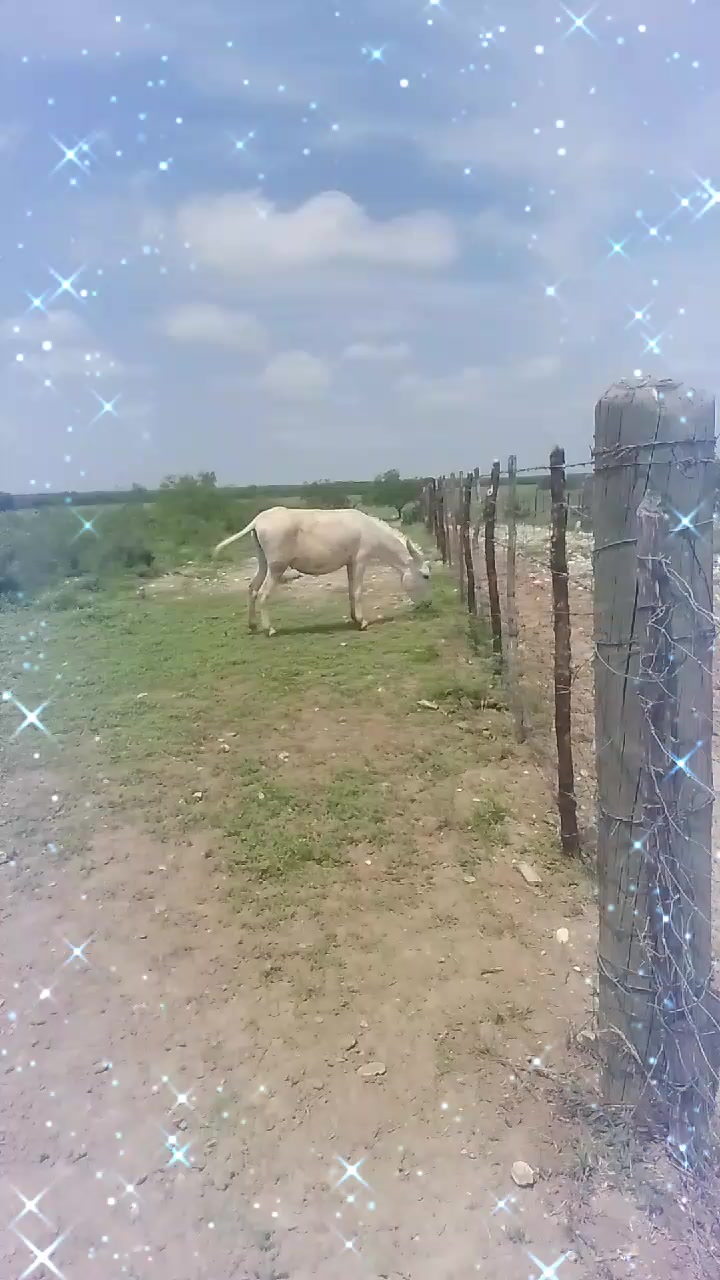 @꧁𝐂𝐇𝐄𝐌𝐎 𝐆𝐎𝐍𝐙𝐀𝐋𝐄𝐙 ꧂