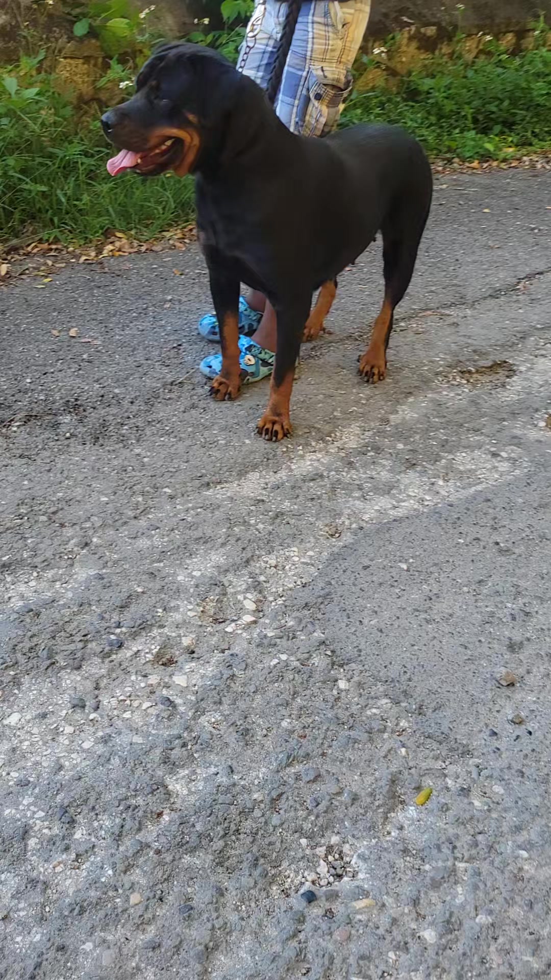 @machinesquad kennel
