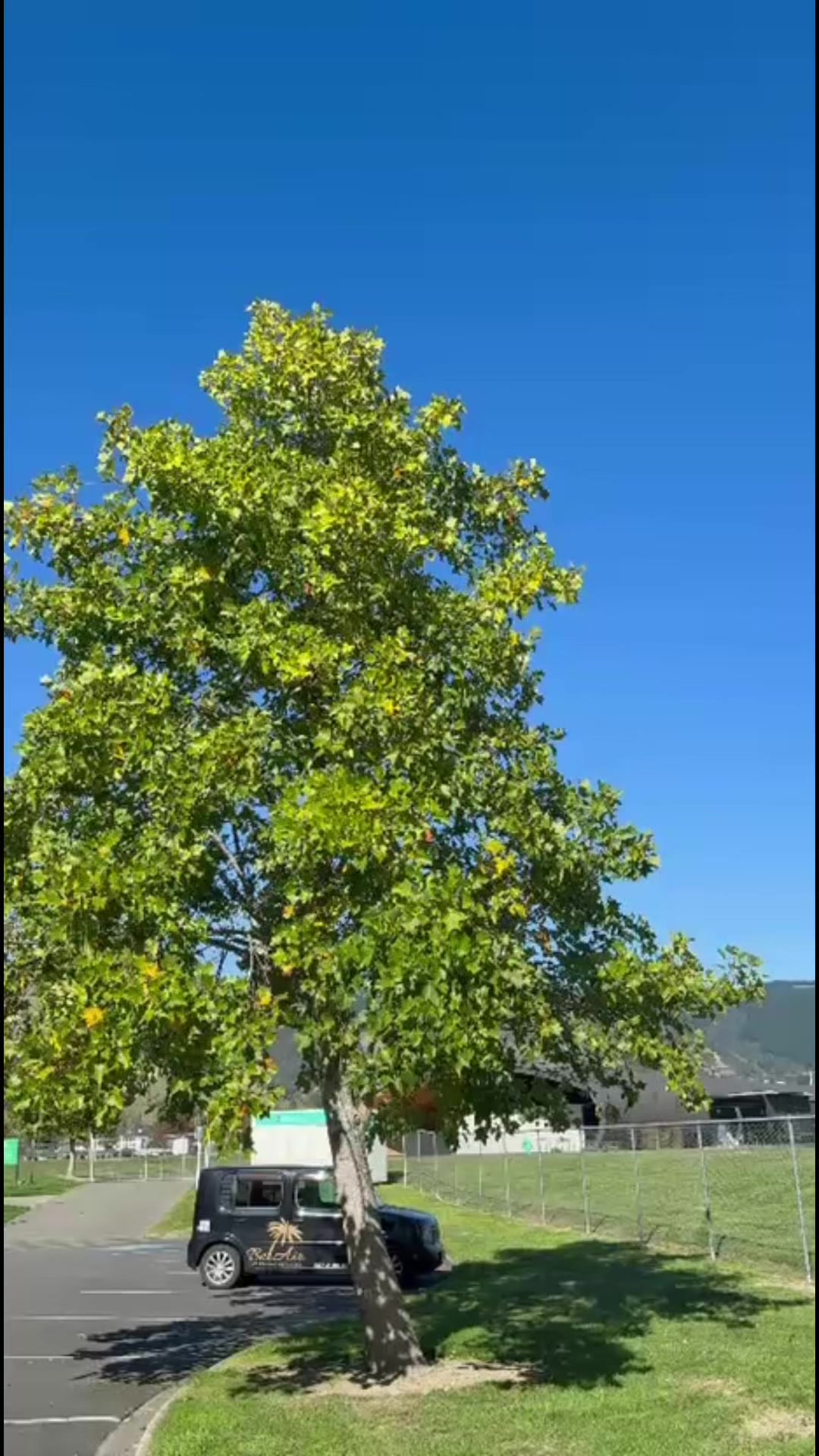 @अनिल राज प्रसाई