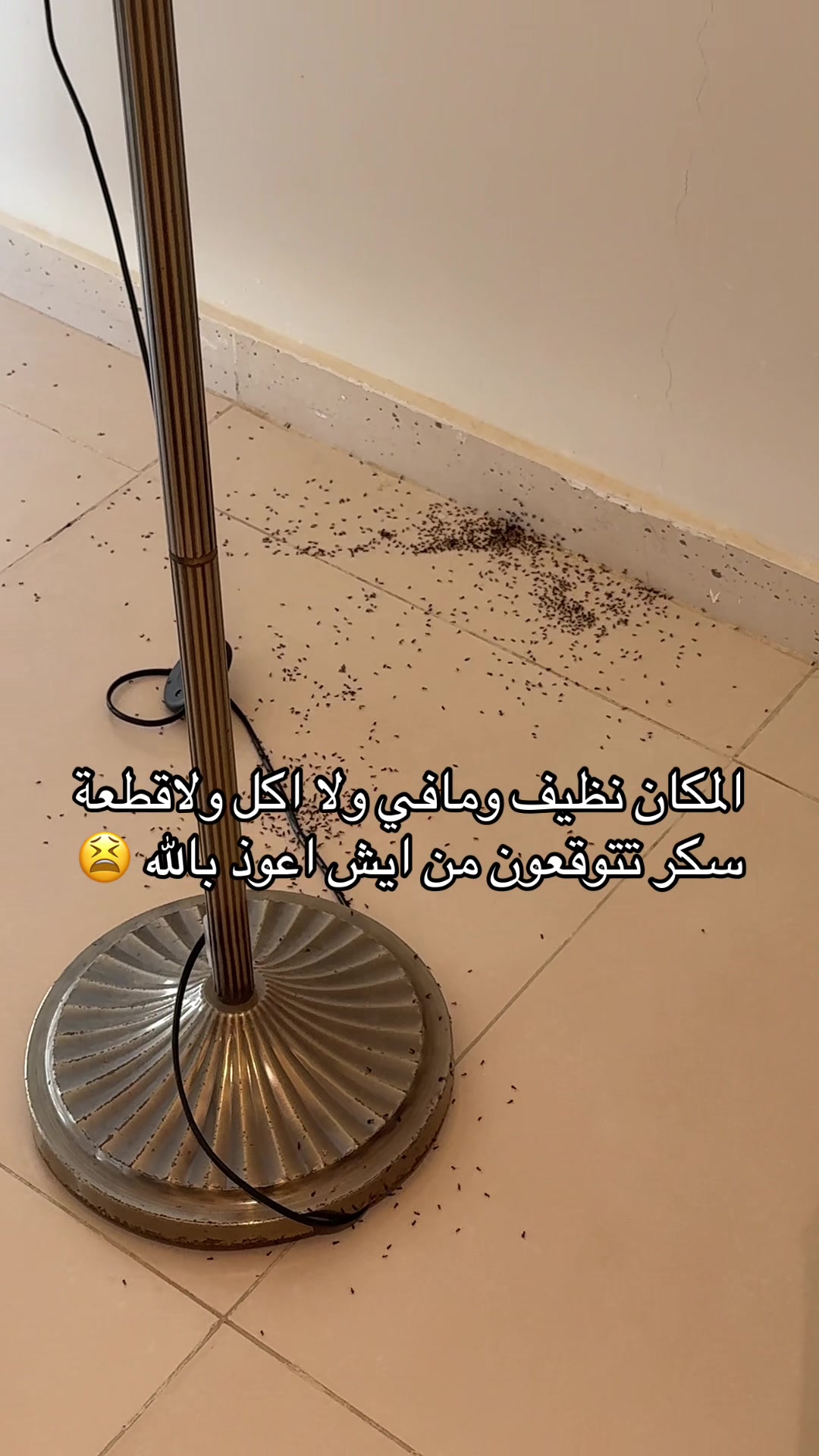 @رزان محمدعبده🪕