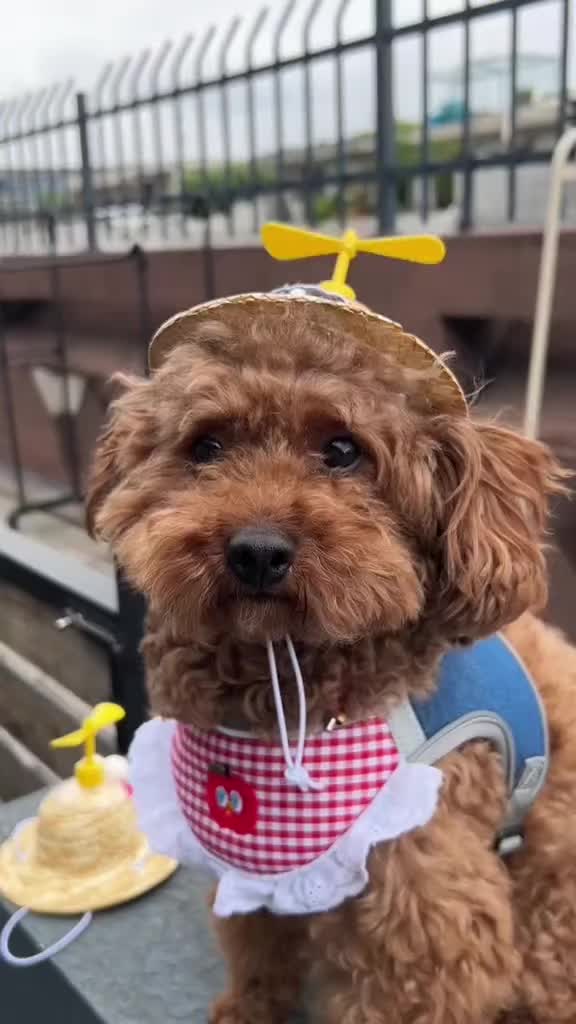 @Pet products