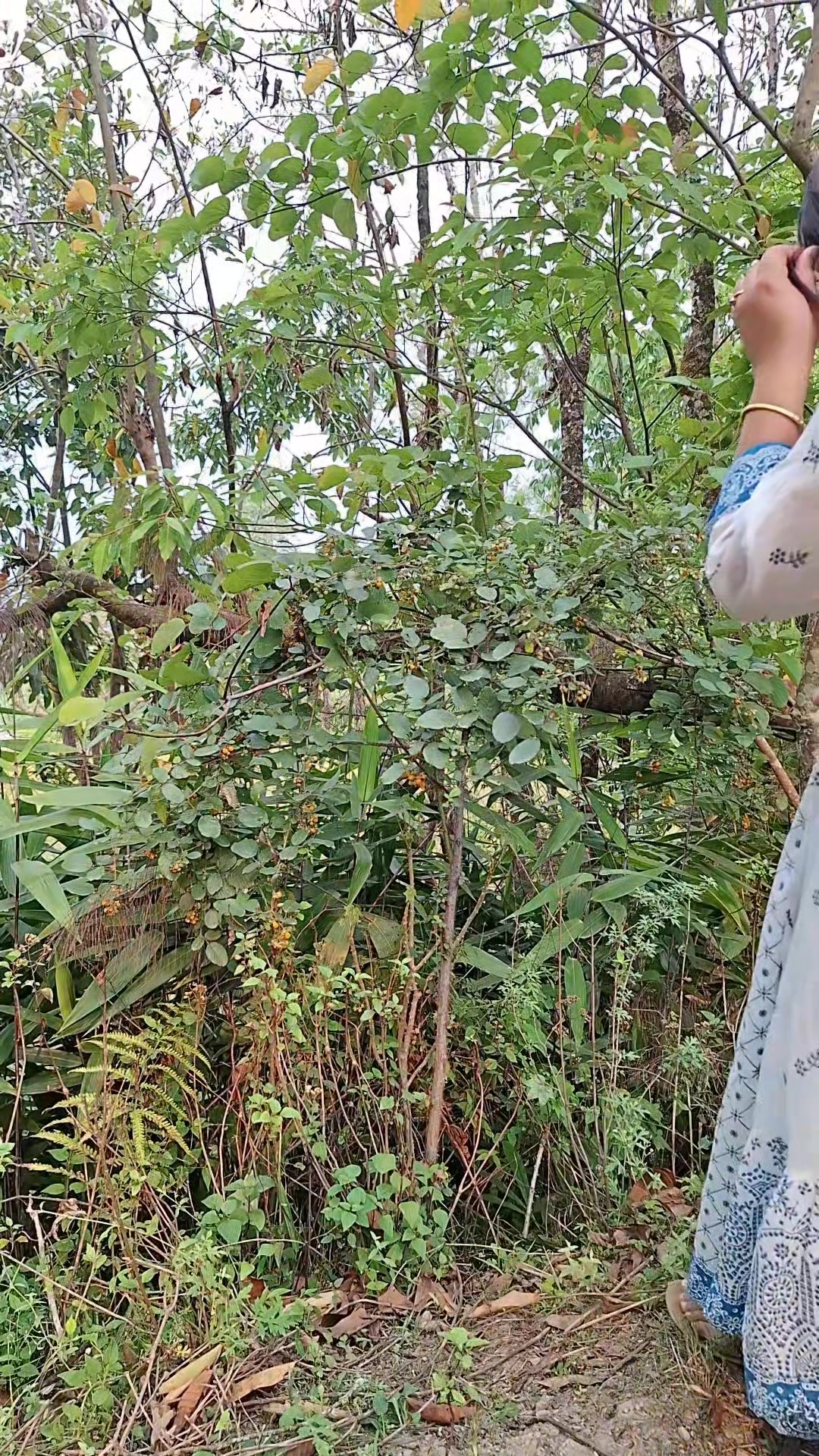 @बाबरी 🍀🍃🦚