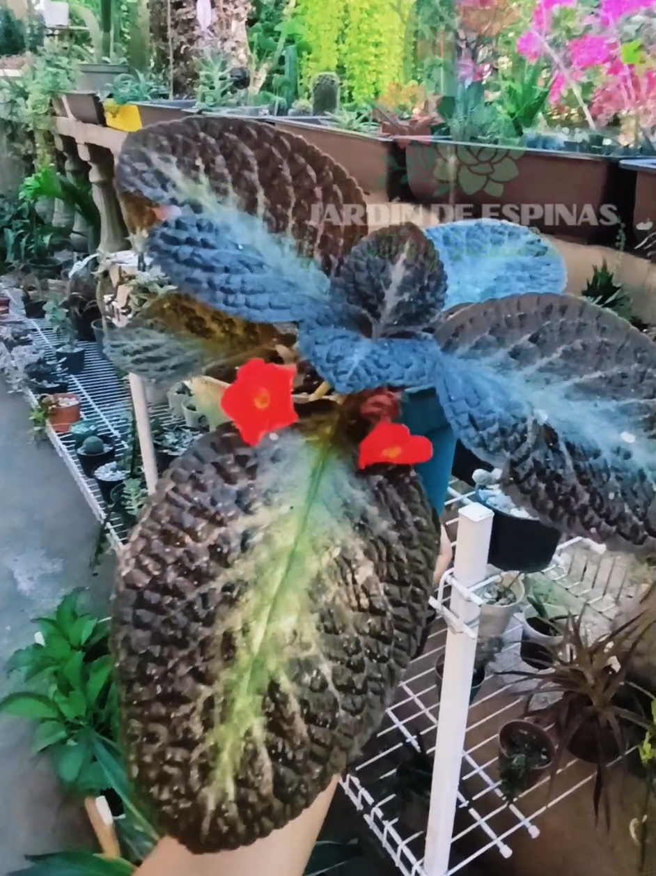 @CACTUS JARDIN DE ESPINAS