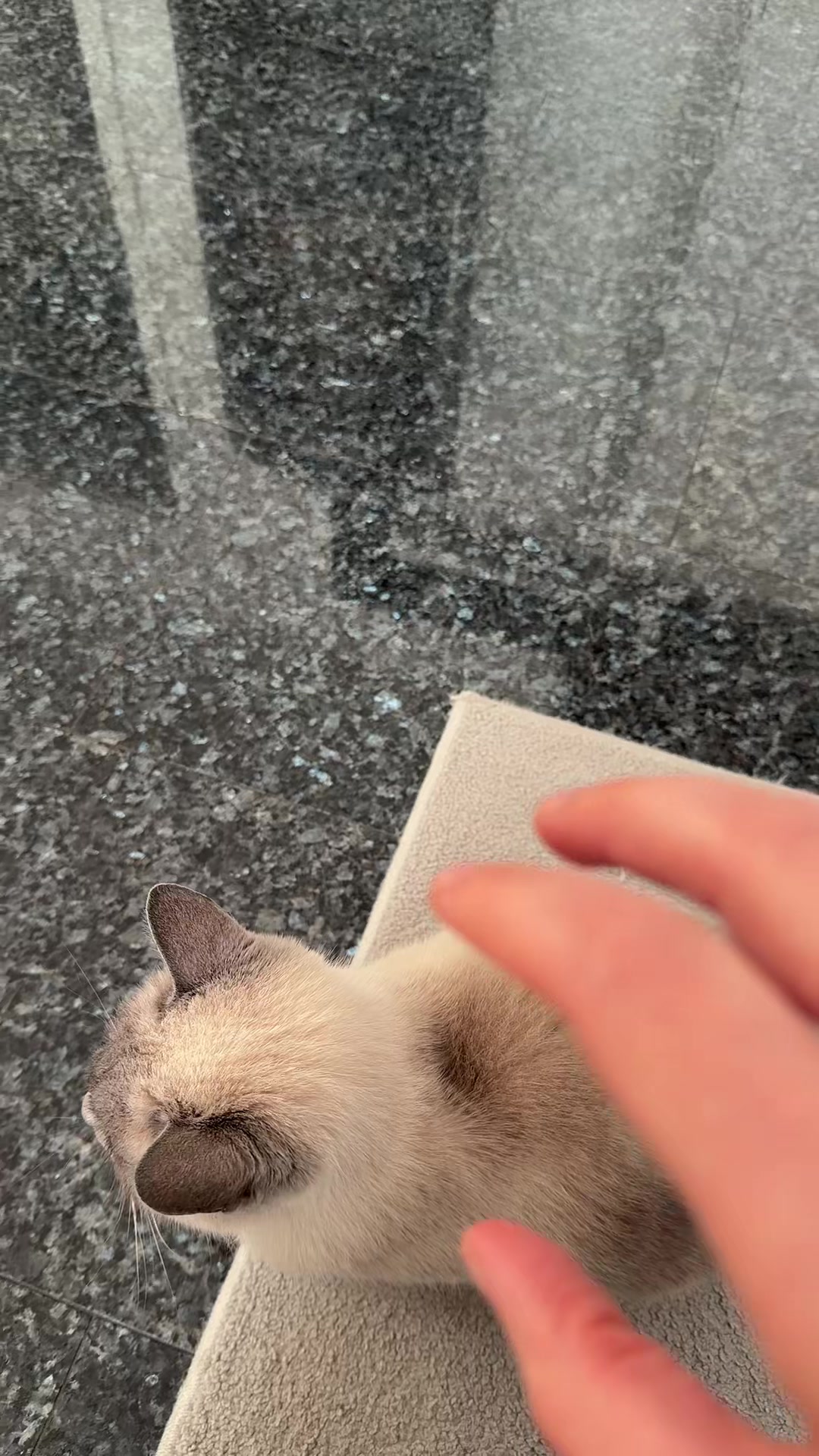 @TugbasCats