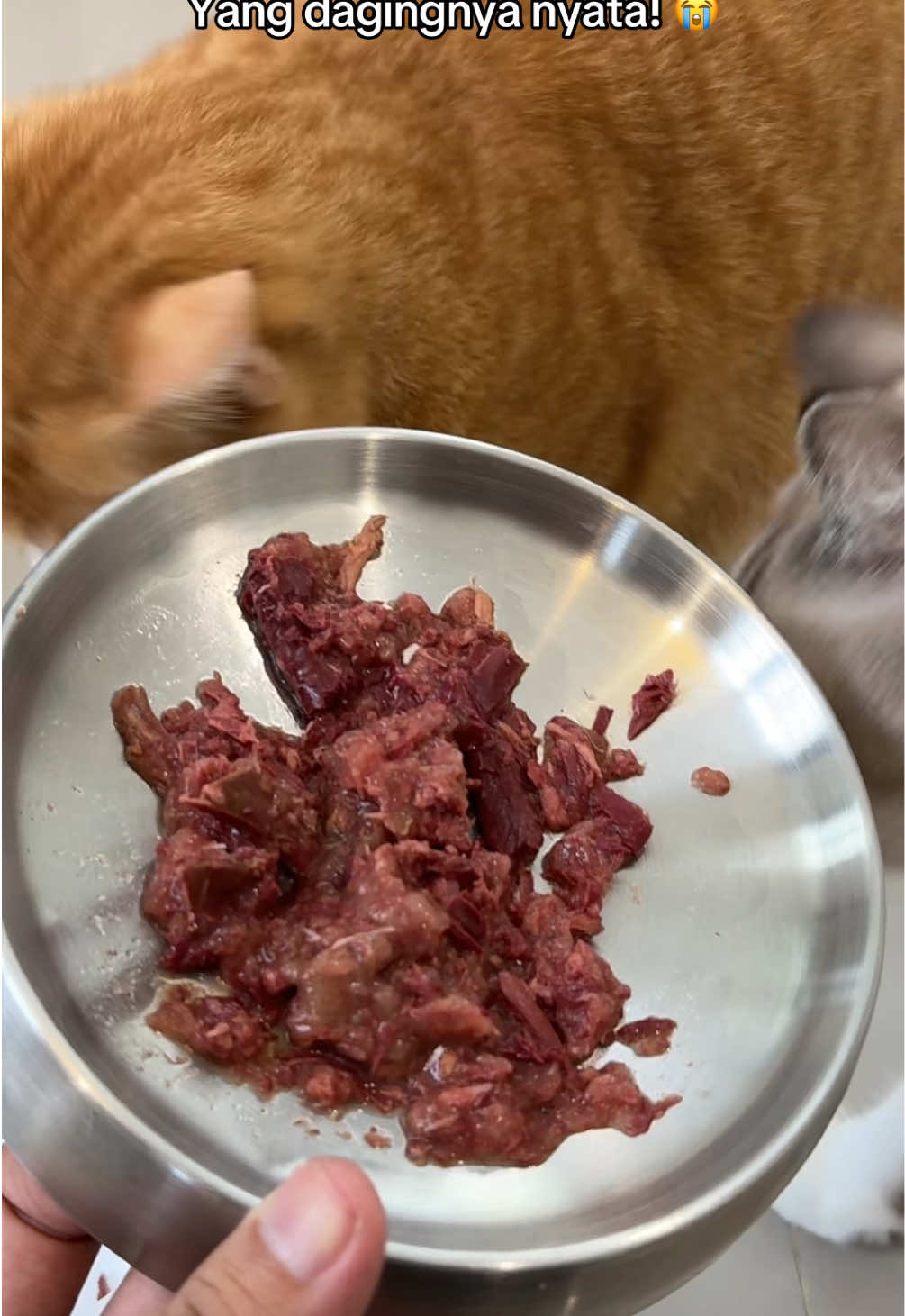 @Rapalguna | bapakkucing 🐱