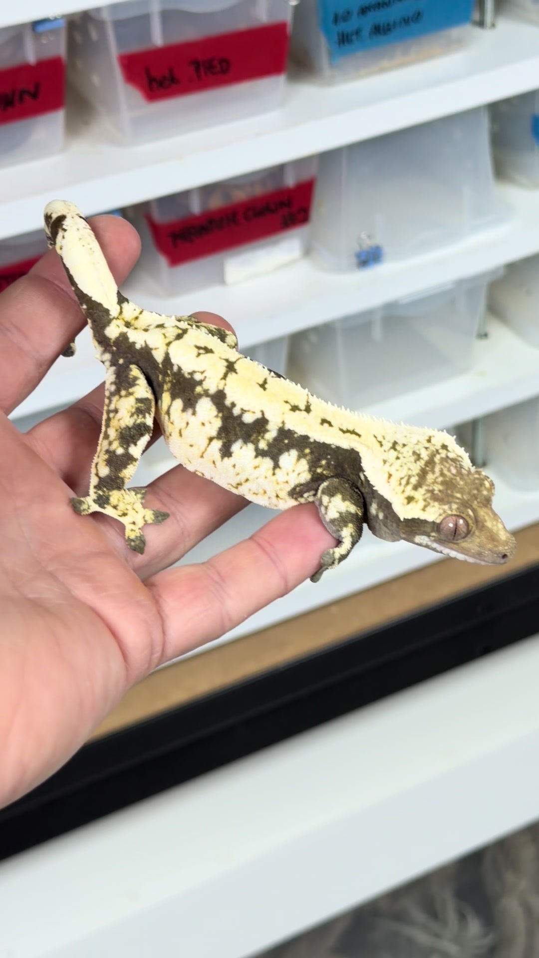 @MasgenReptiles