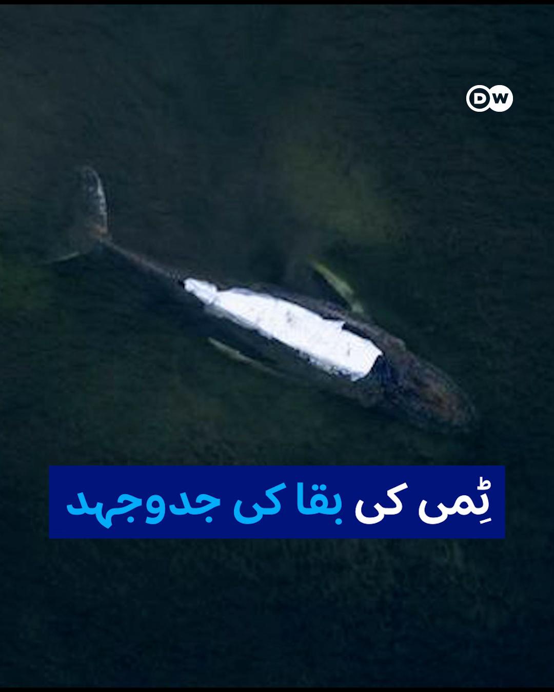 @DW Urdu