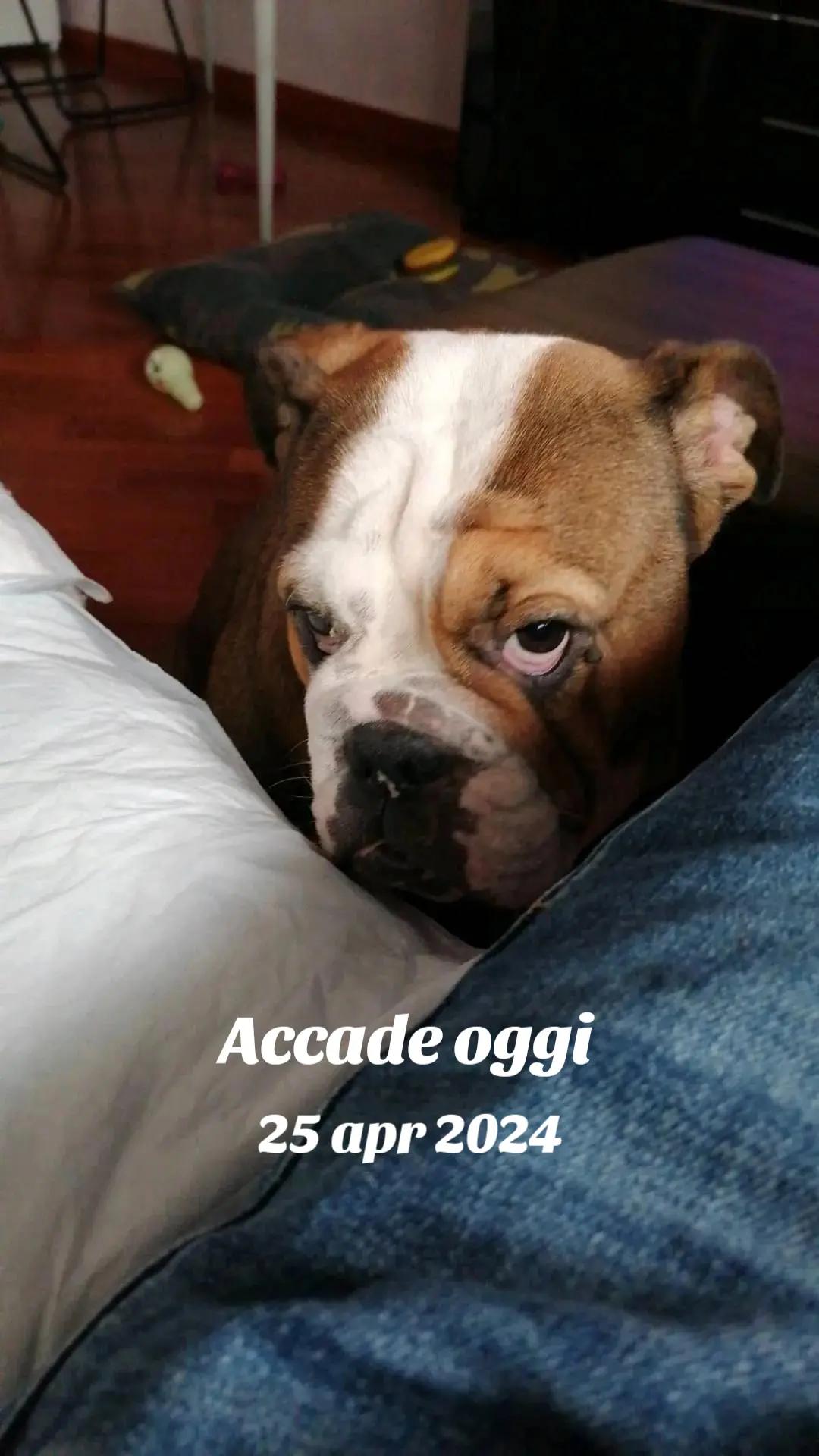@Cri🐾M❤️rghy🐾labulla❤️