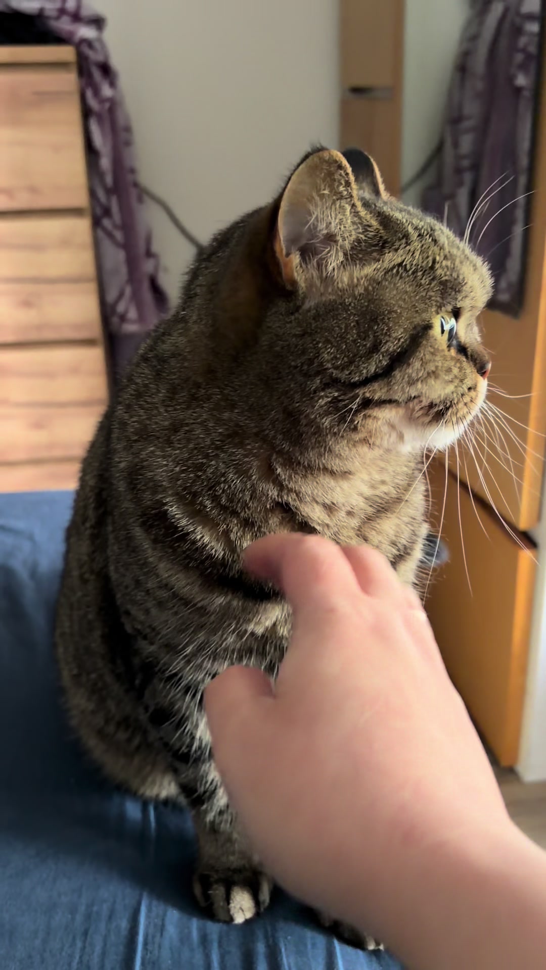 @Sonja_Kitty-Cat