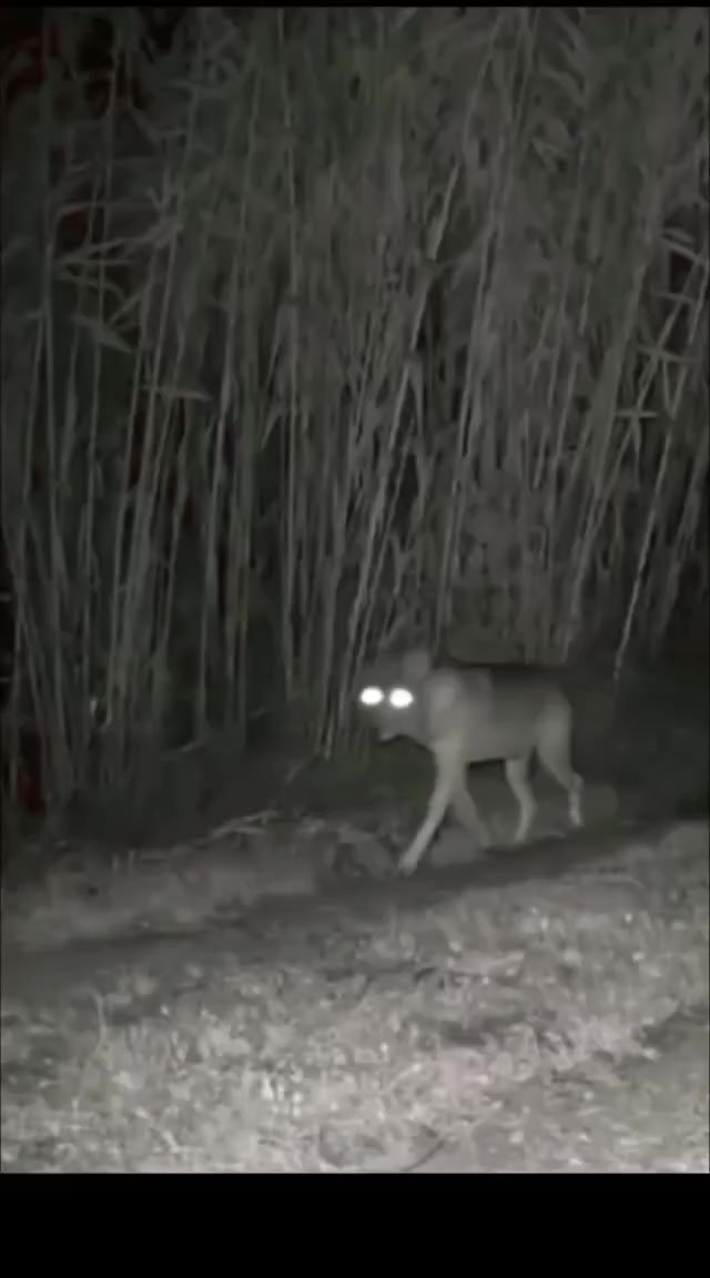 @غازي الديج