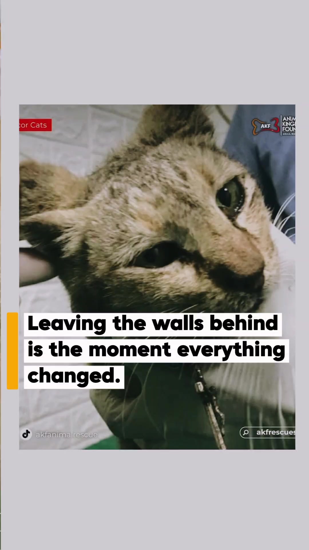 @AnimalKingdomFoundation