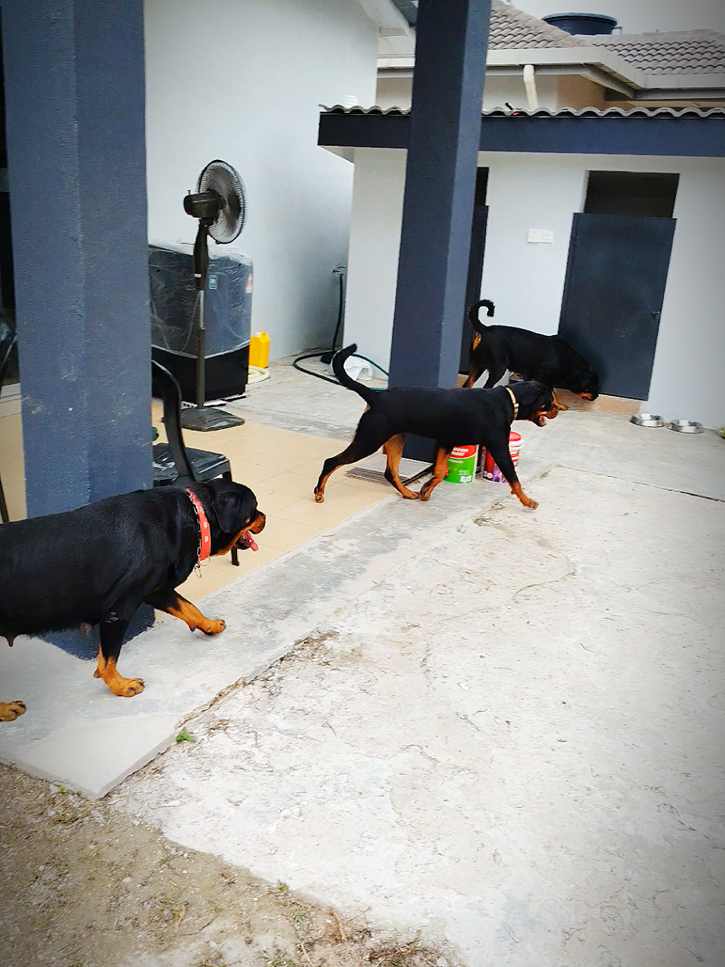@Bamboozler kennel