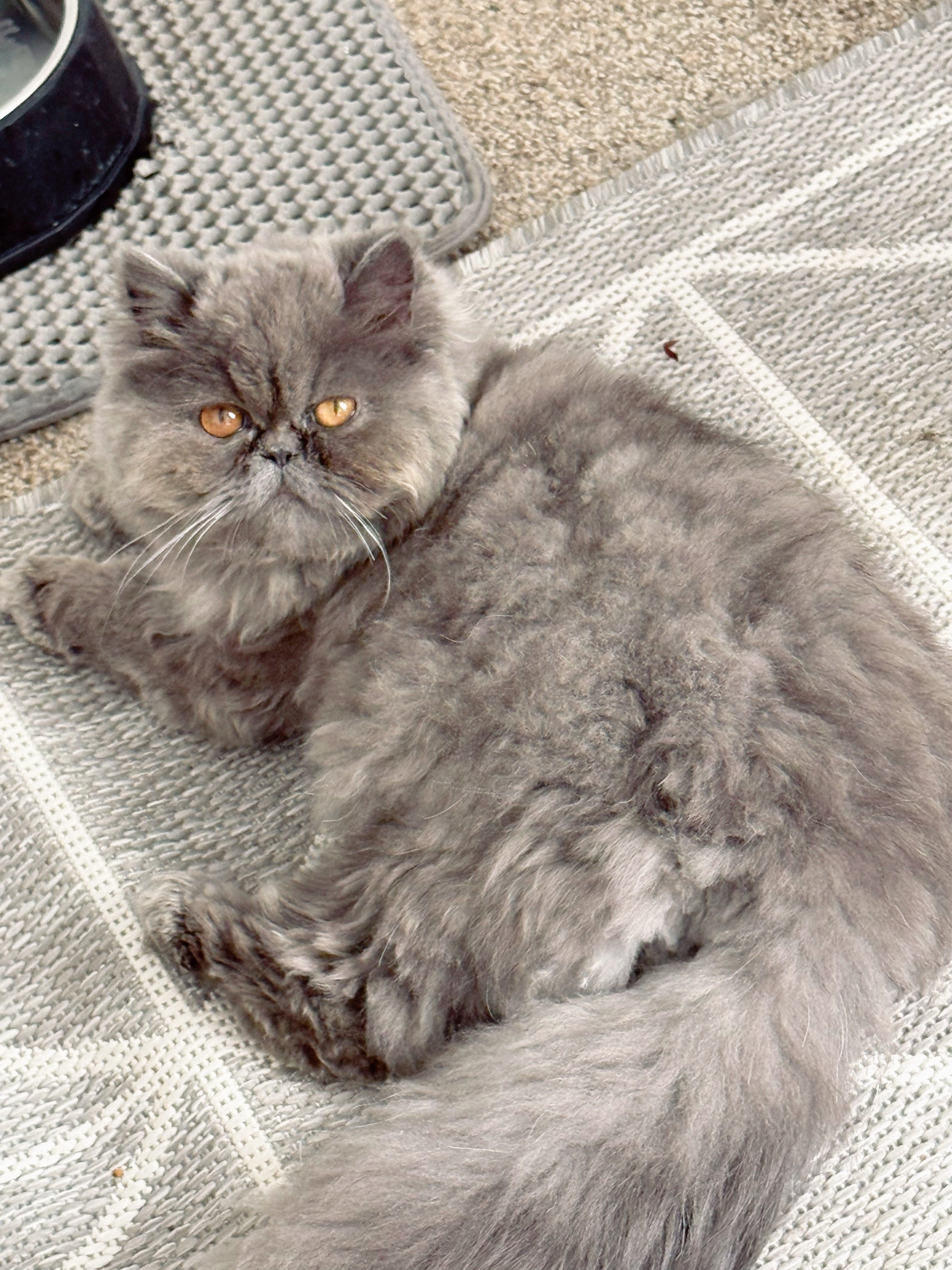 @PersianKitten